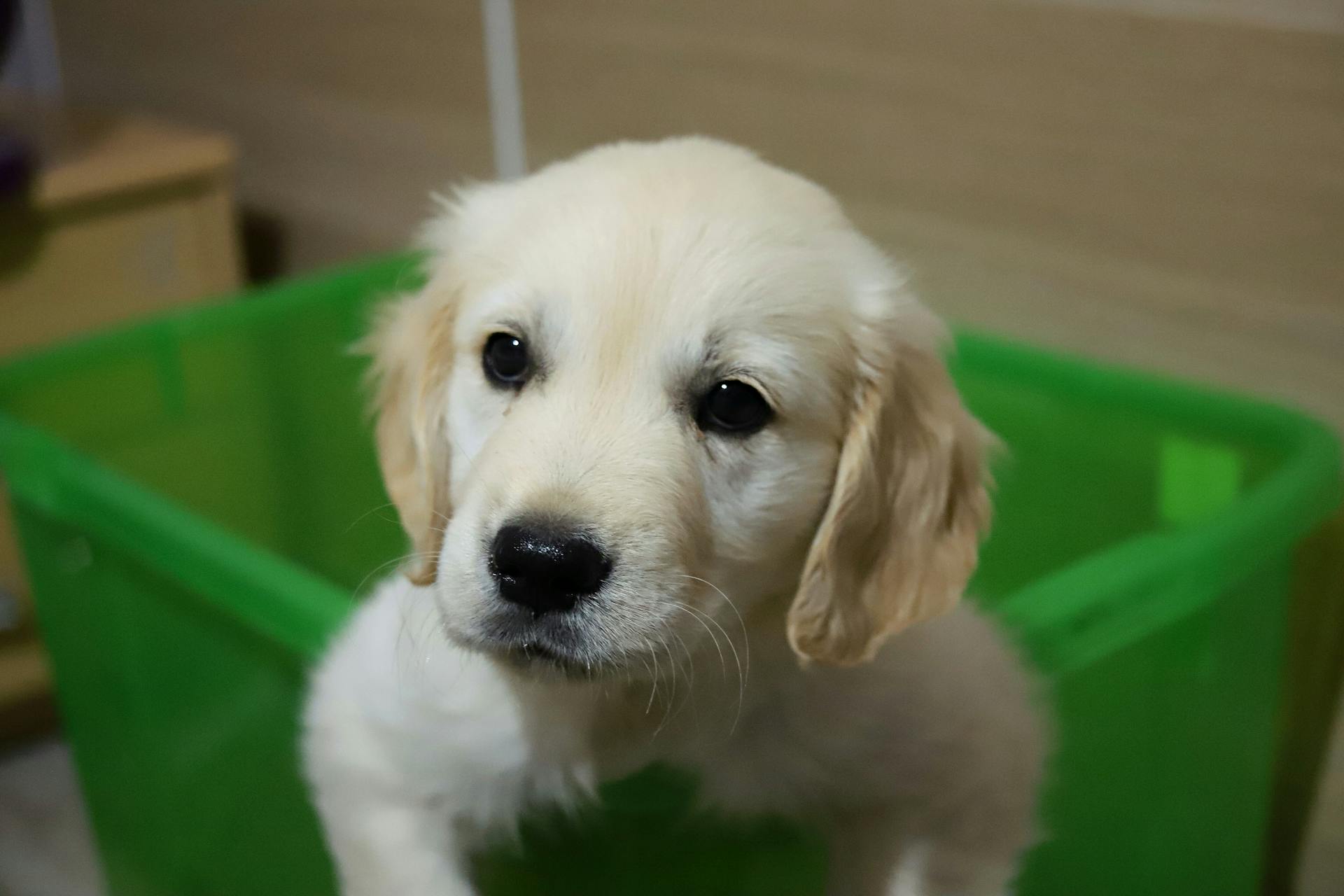A puppy in a box | Source: Pexels
