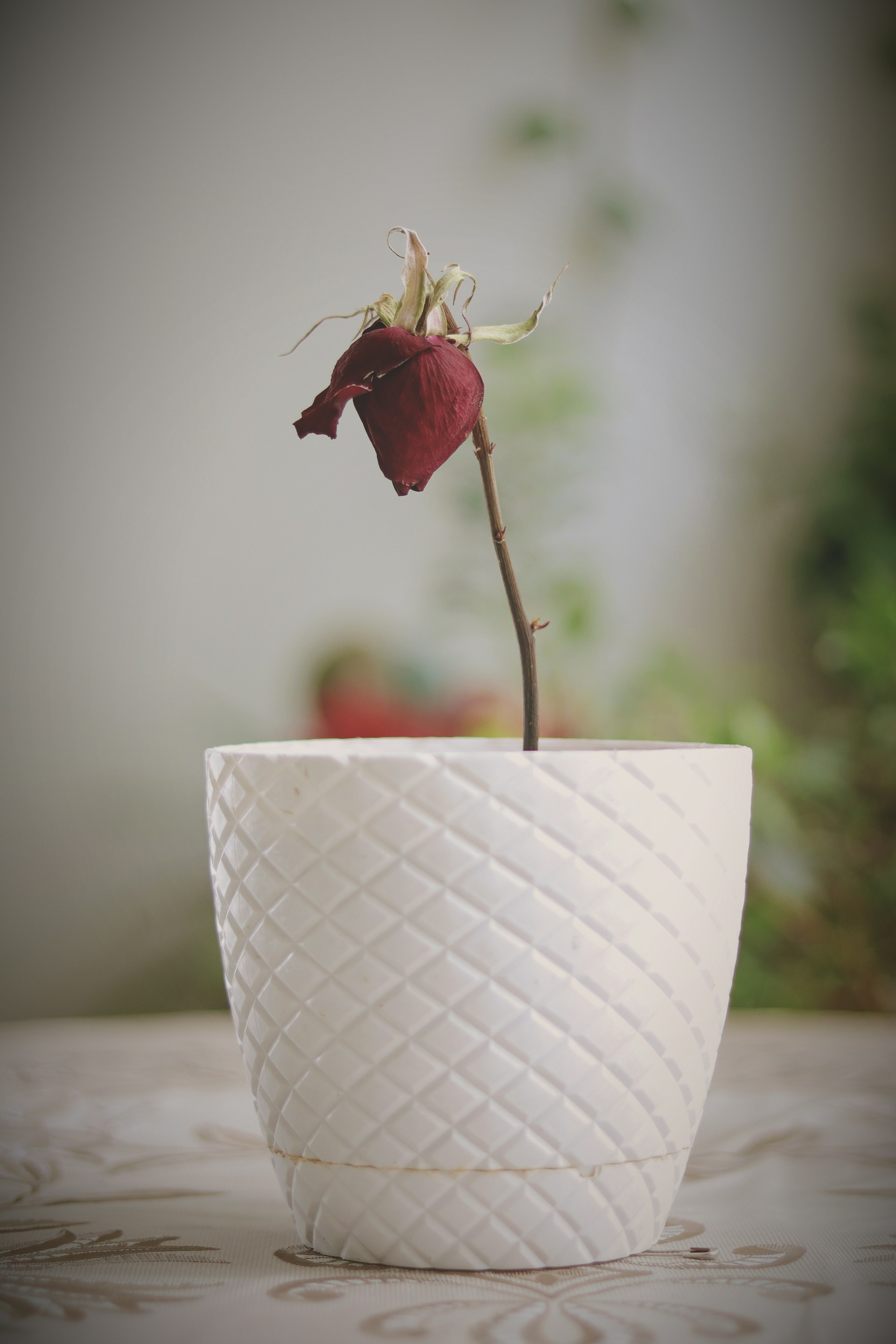 A wilted rose plant in a ceramic pot | Source: Unsplash