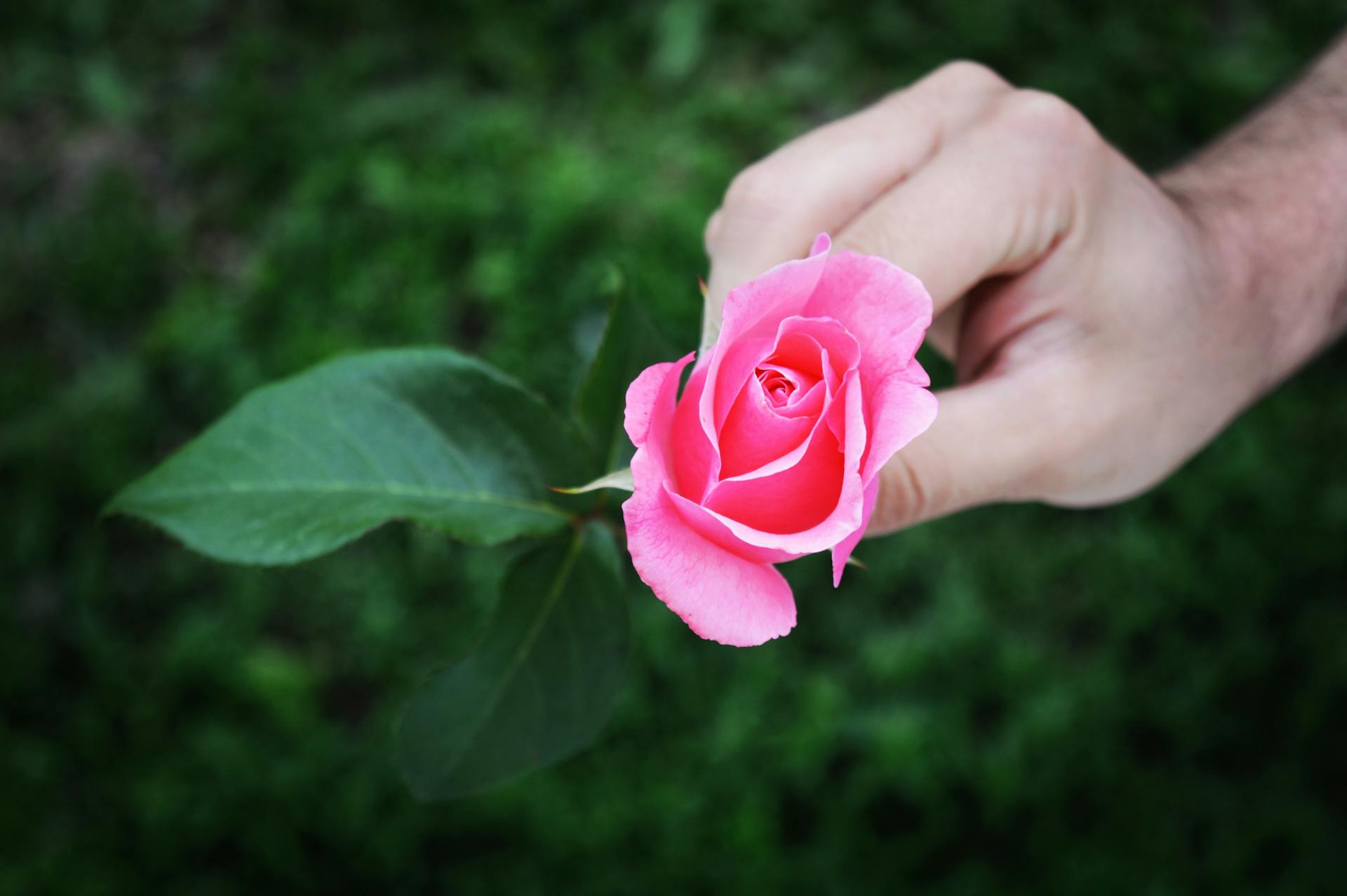 A man holding a blooming pink rose | Source: Pexels