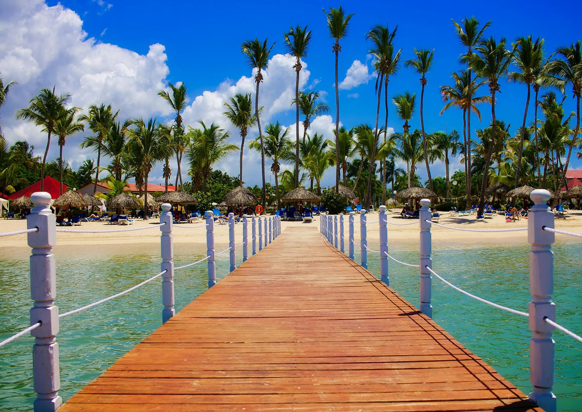 A view of palm trees on the beach | Source: Pexels