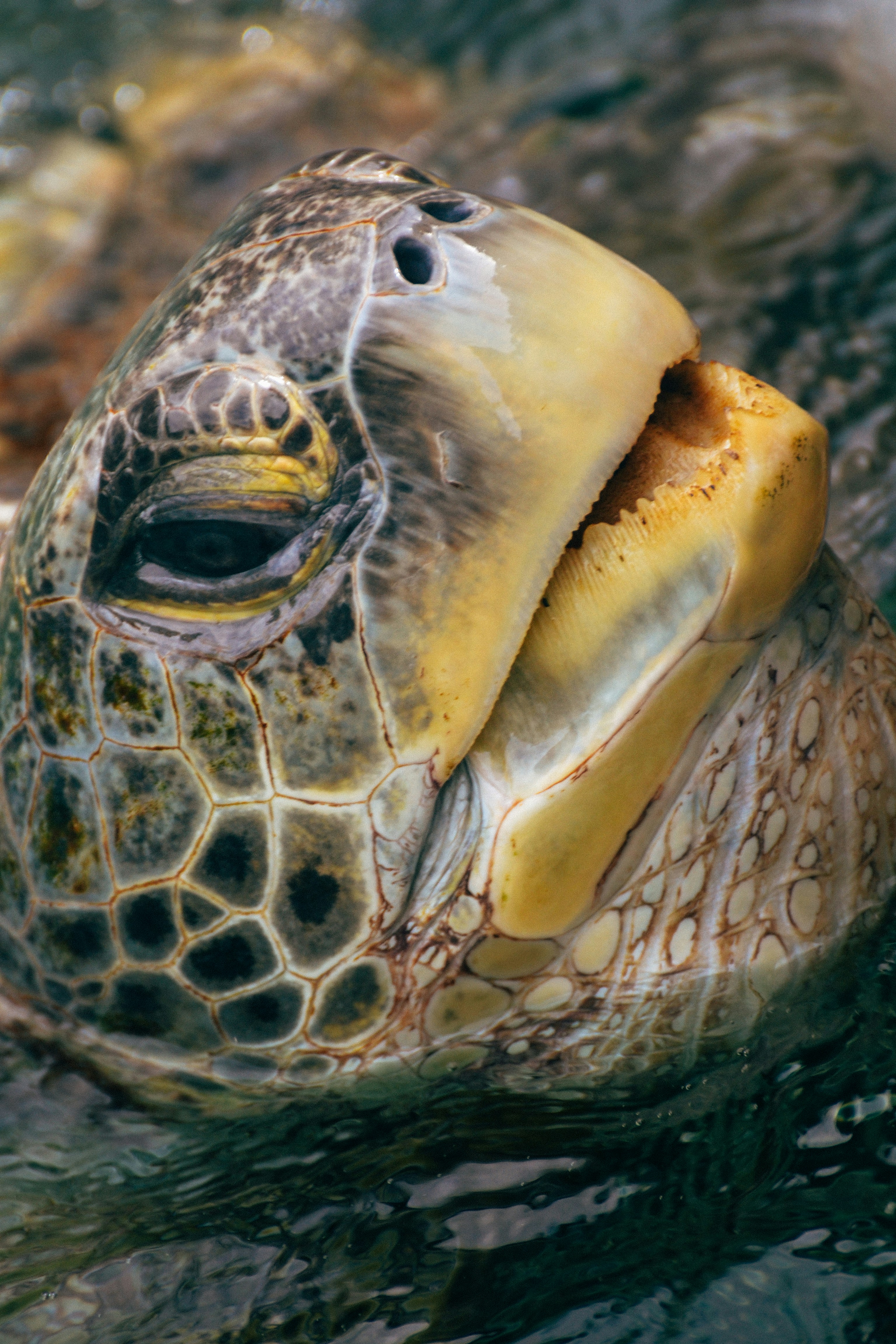 A close-up of a turtle | Source: Unsplash