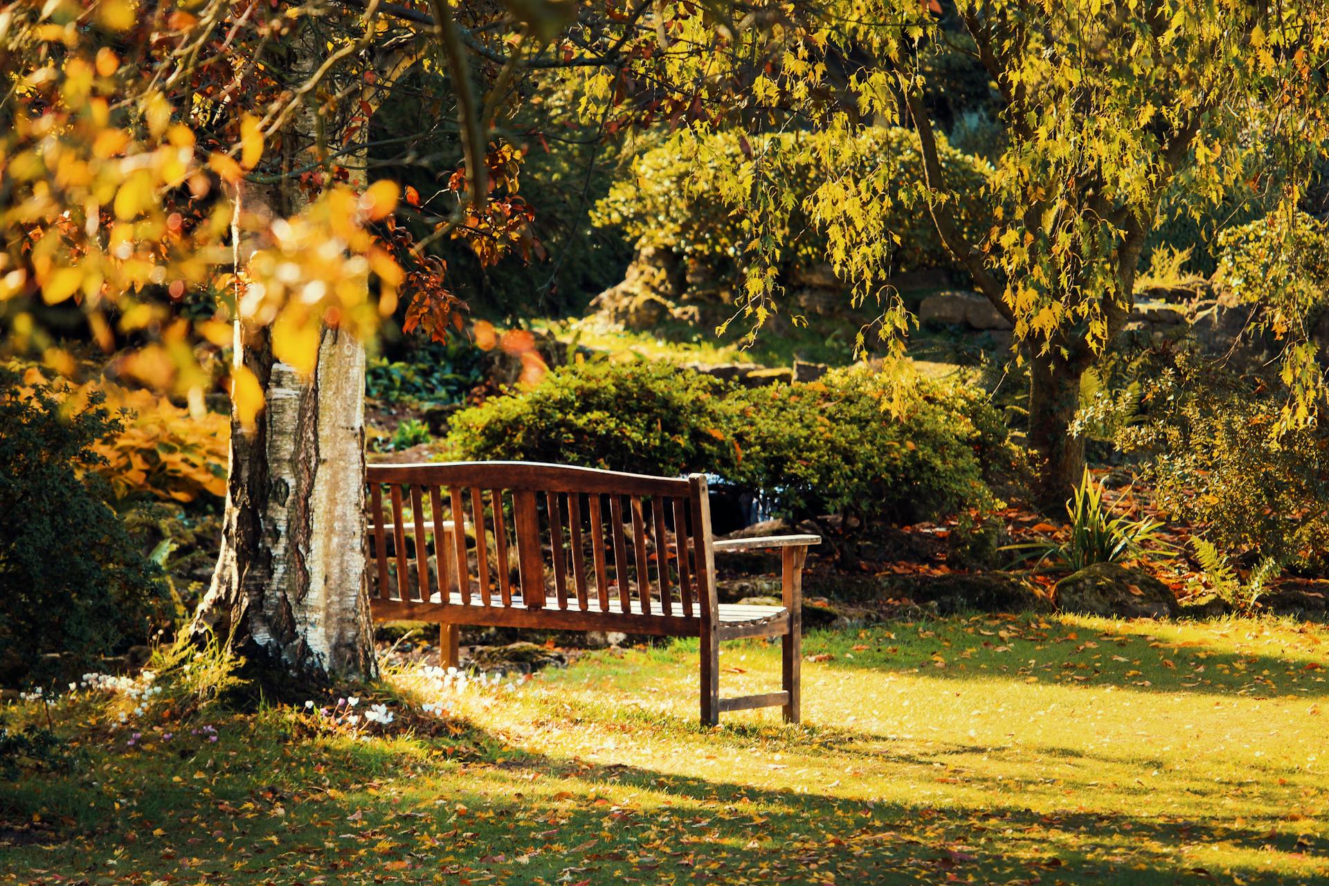 A bench in a garden | Source: Pexels