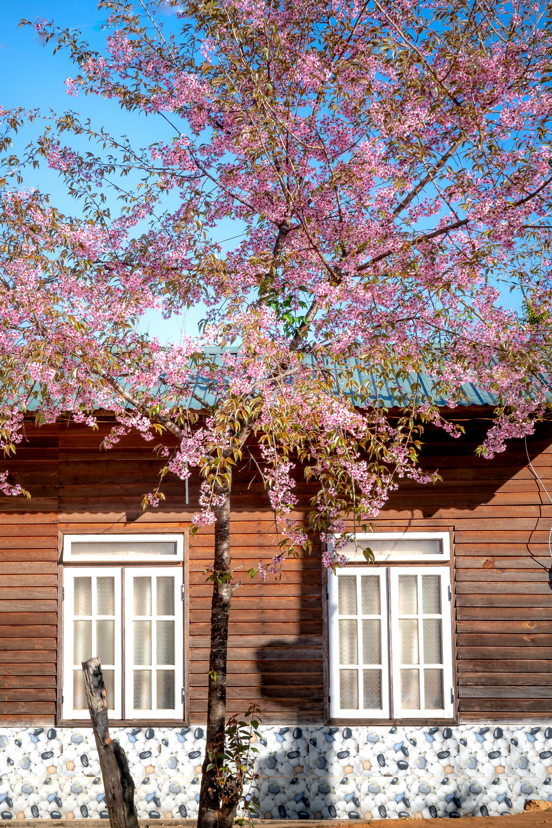 House windows | Source: Pexels