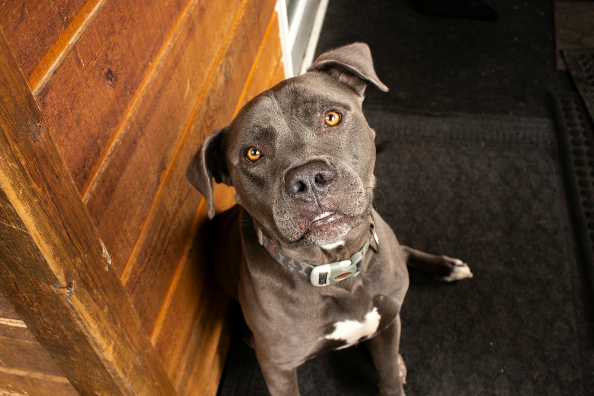 A sad Pitbull sitting indoors | Source: Pexels