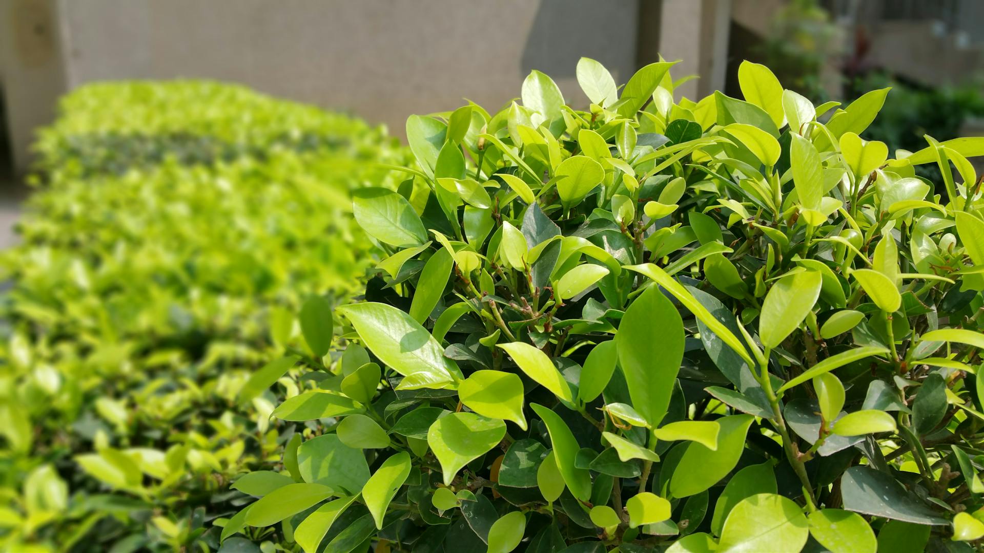 Green leaves | Source: Pexels