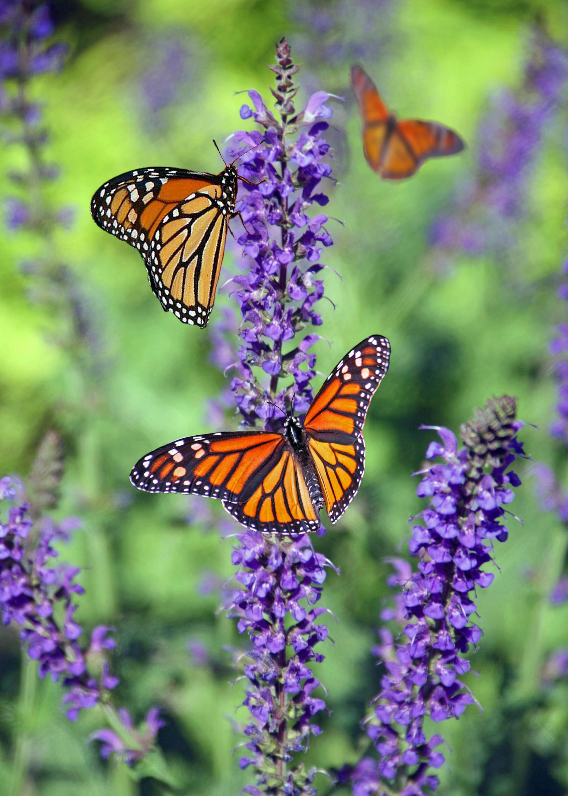 Butterflies on a flower | Source: Pexels