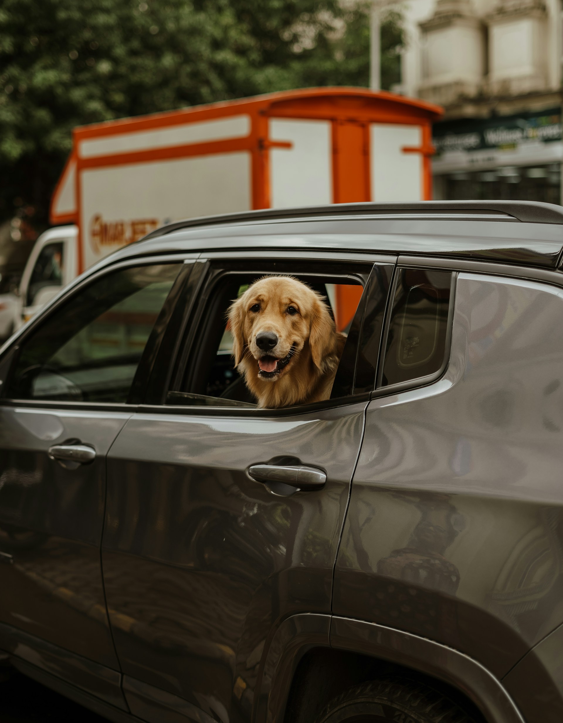 A cute dog sitting in a car | Source: Unsplash