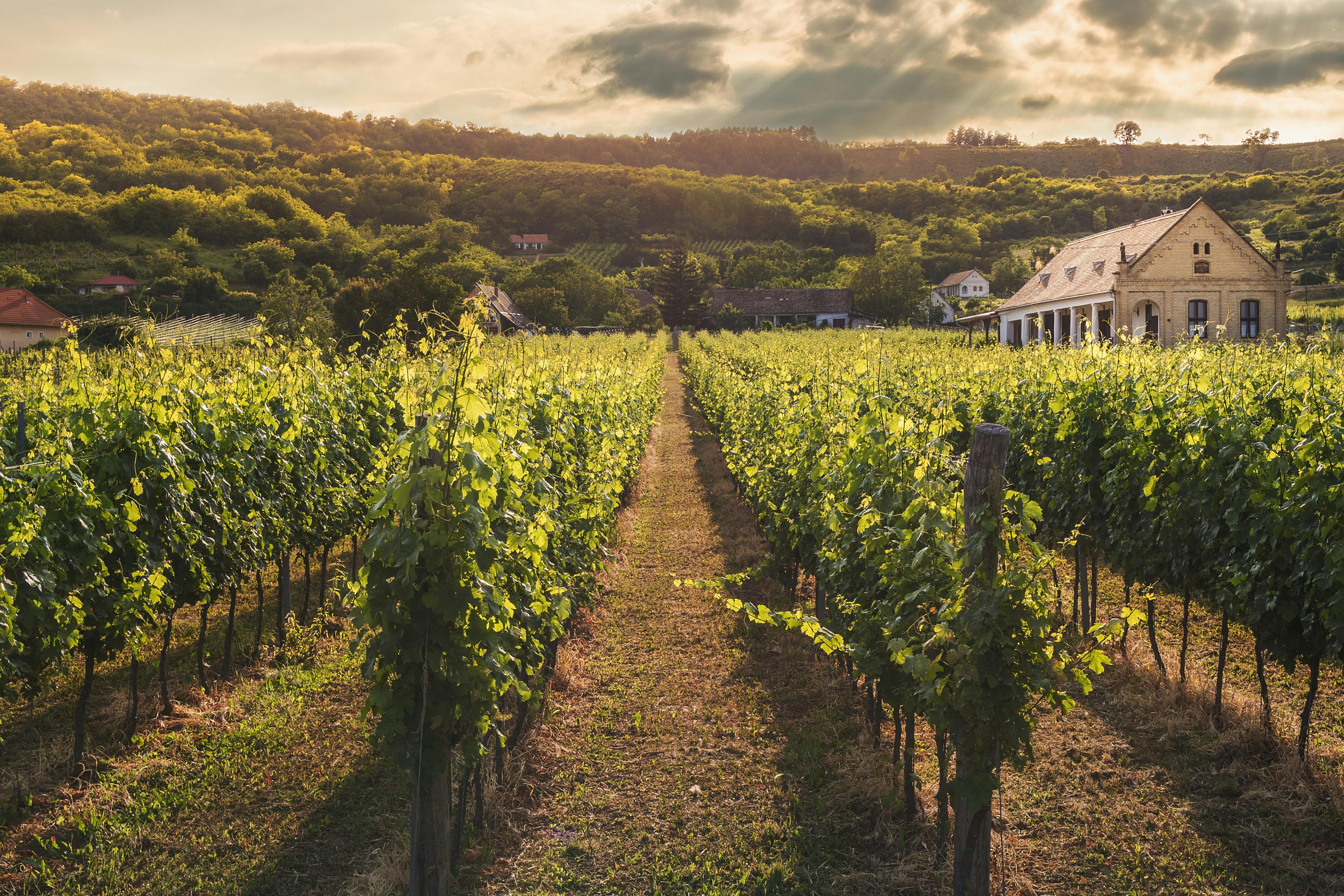 Fields on a farm | Source: Pexels