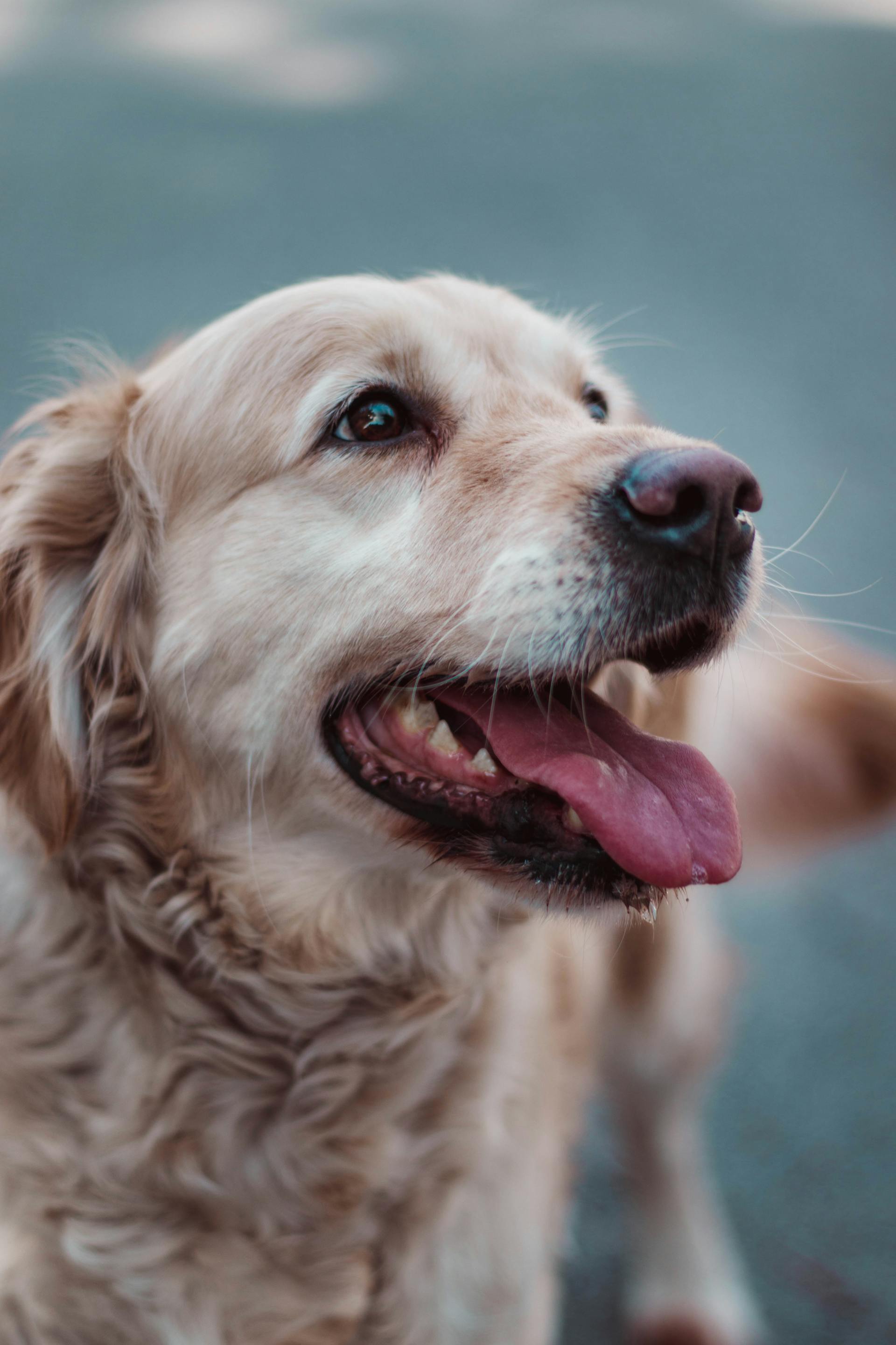 A golden retriever | Source: Pexels