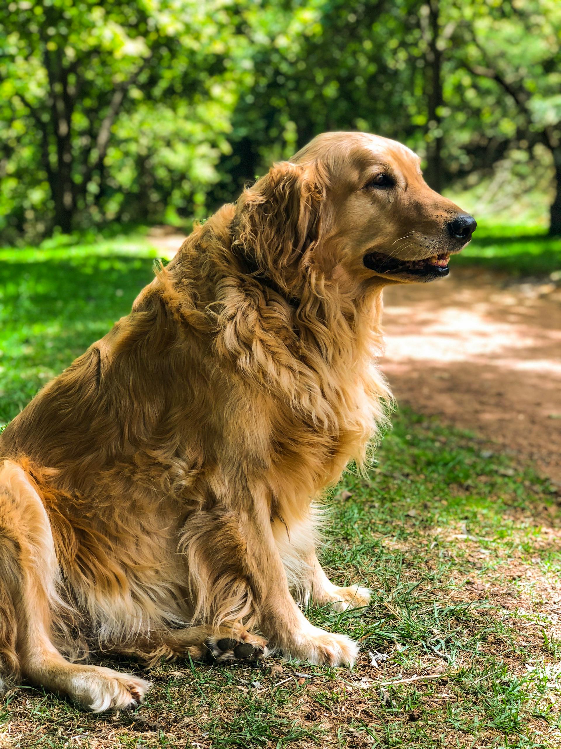 A dog in a yard | Source: Pexels