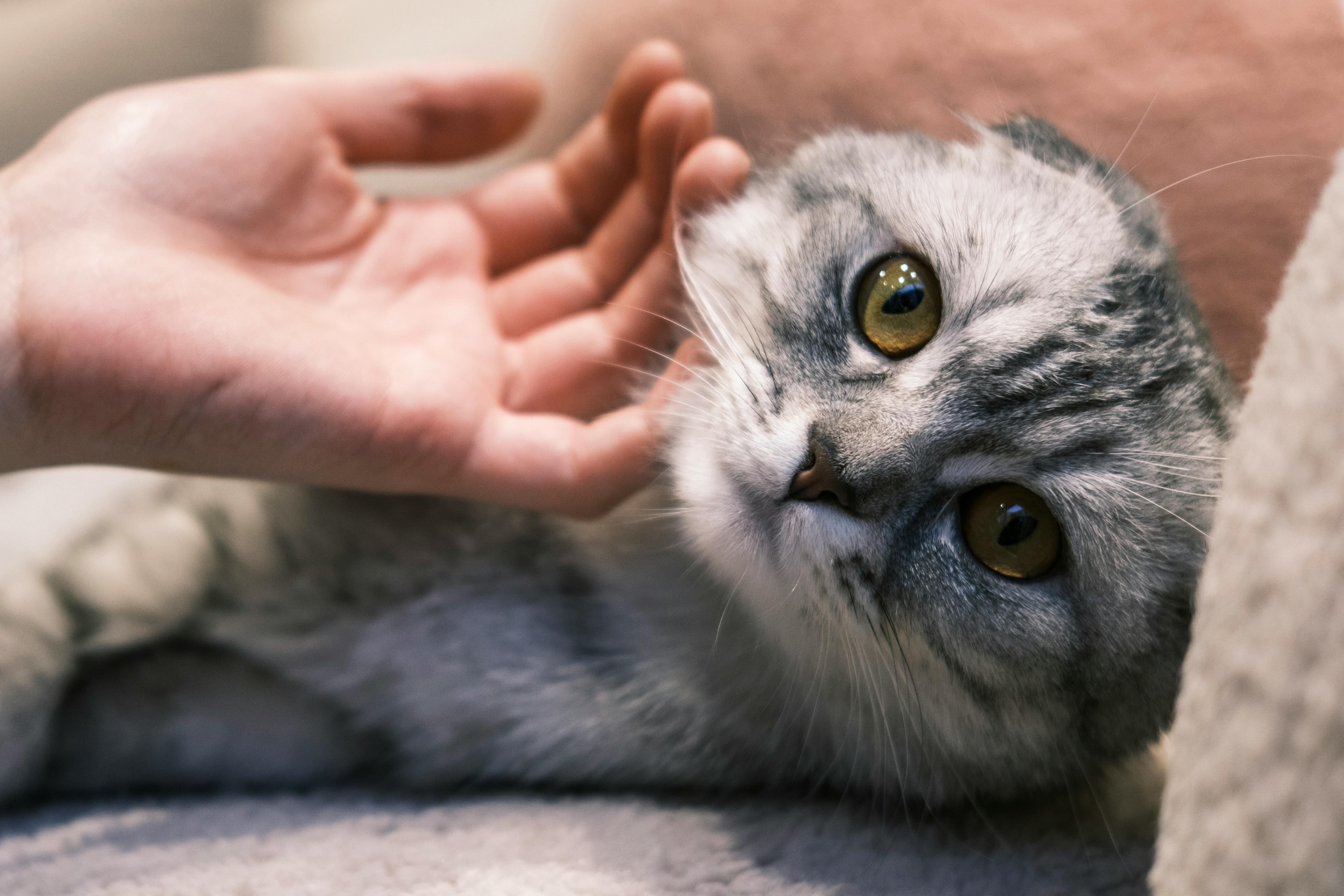 A hand stroking a cat | Source: Pexels