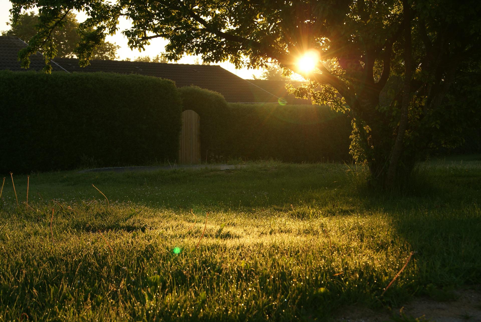 A backyard | Source: Pexels