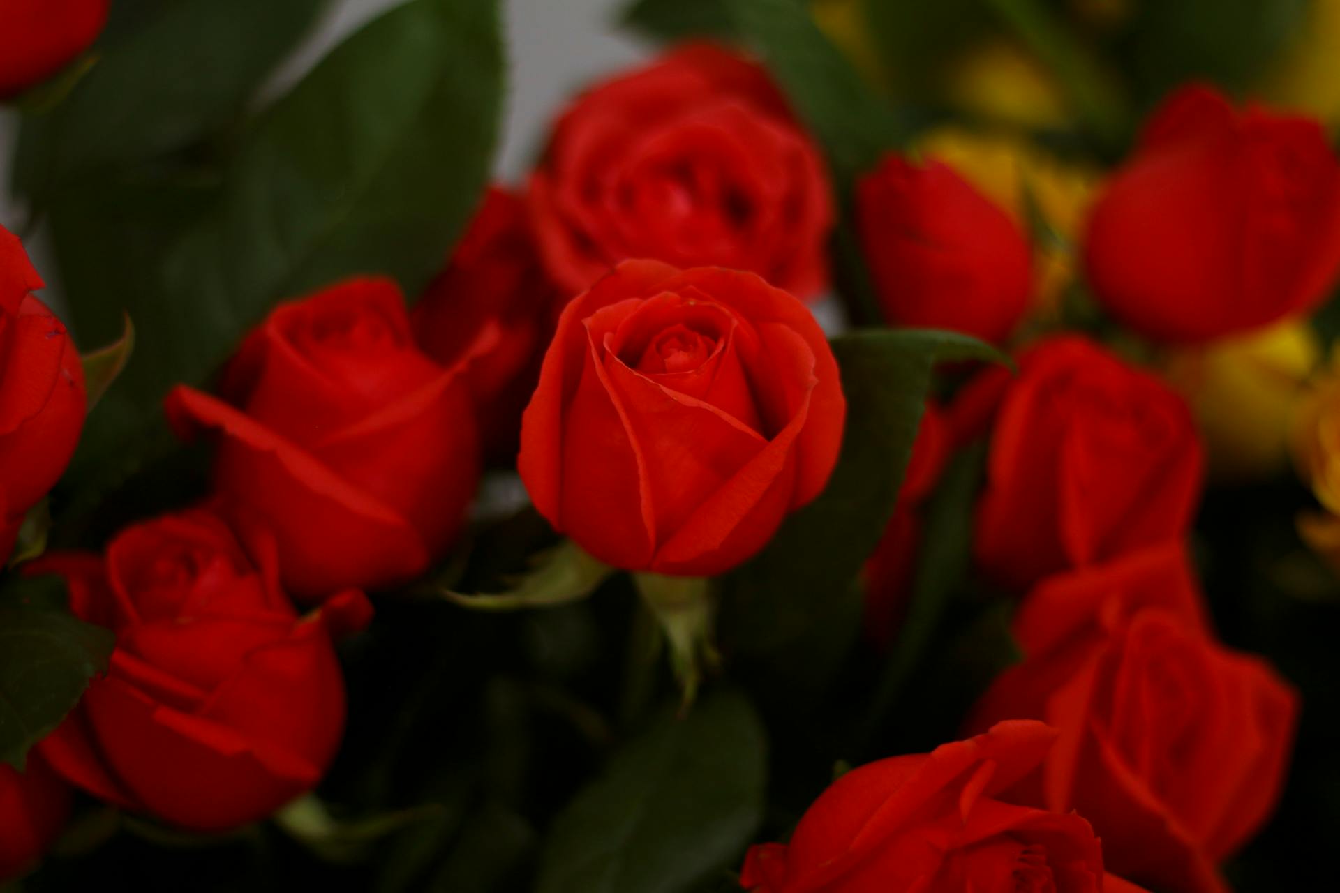 Red roses | Source: Pexels