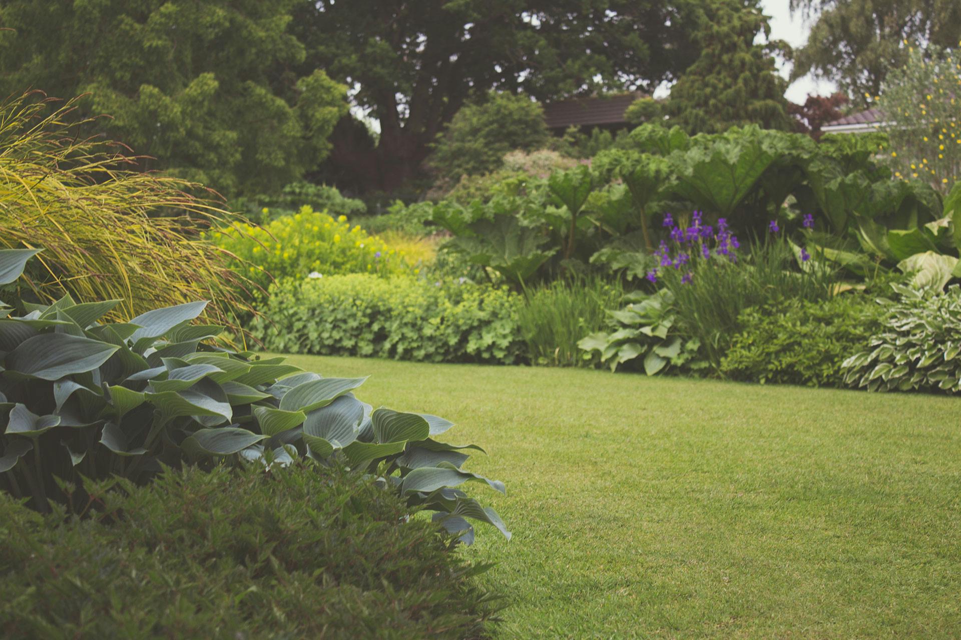 Plants in a backyard | Source: Pexels