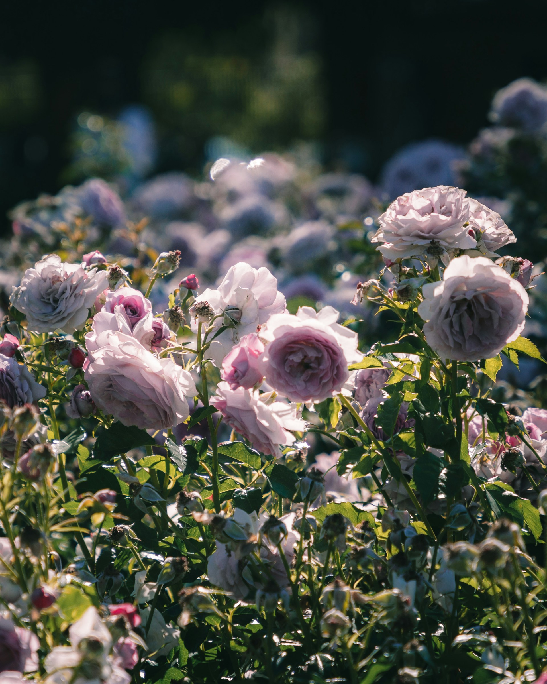 A blooming rose garden | Source: Unsplash