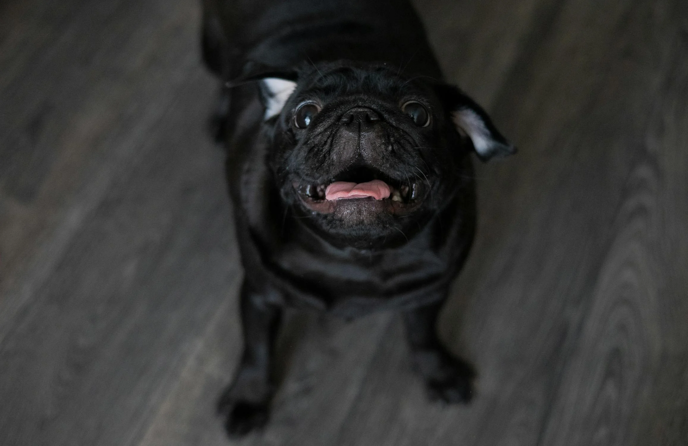 A barking pug | Source: Pexels