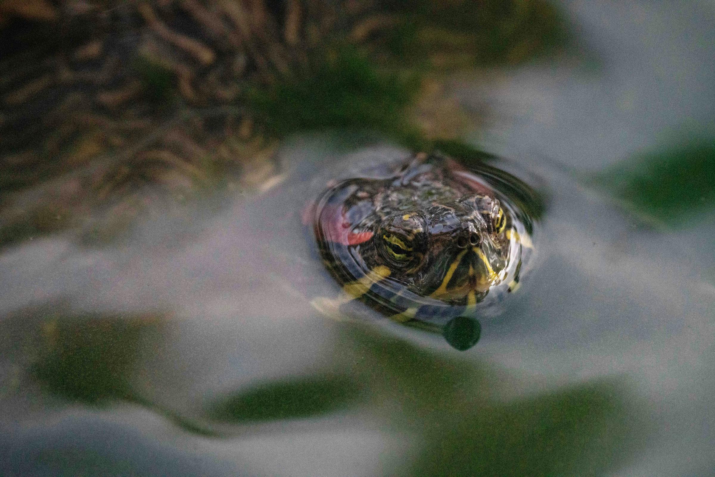 A turtle in water | Source: Unsplash