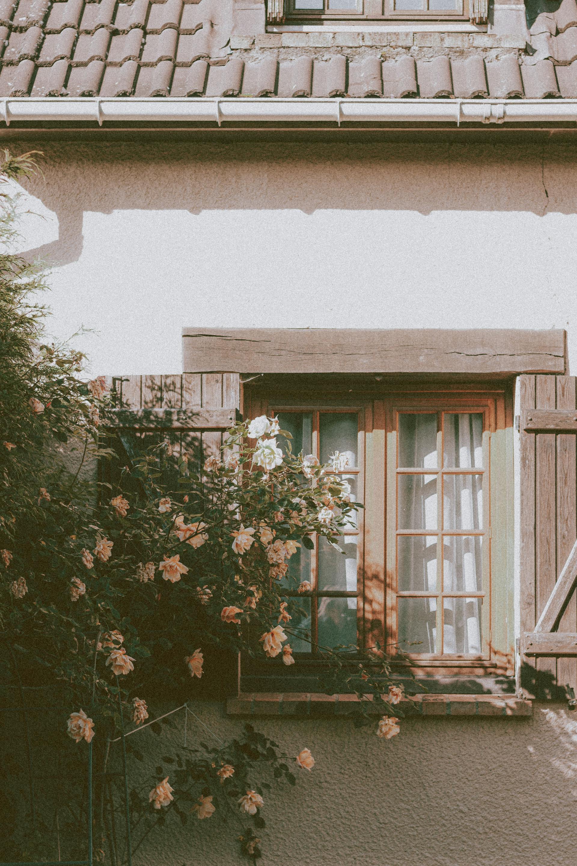 A blooming bush near the window of a cottage | Source: Pexels
