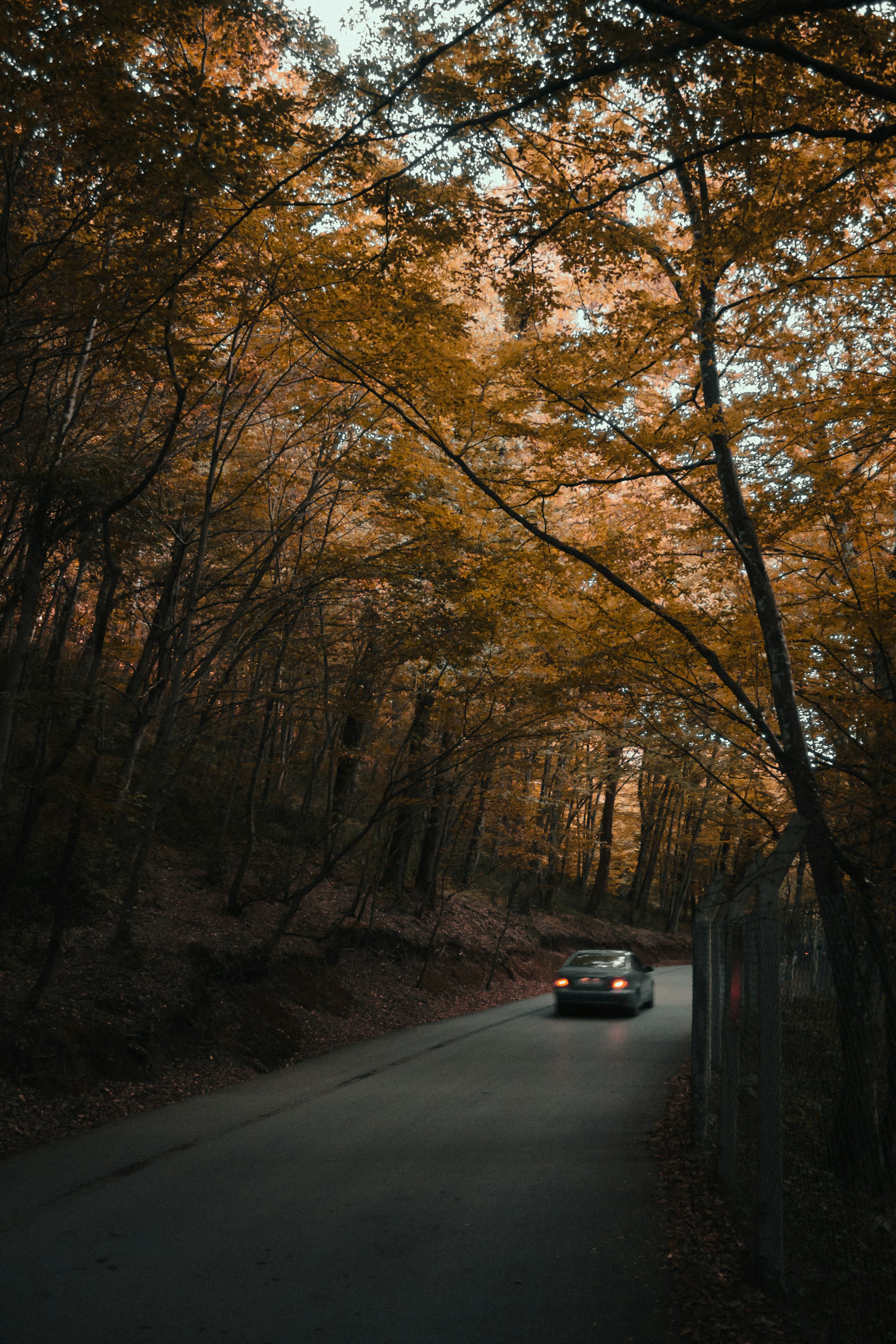 A car on a tree-lined road | Source: Unsplash