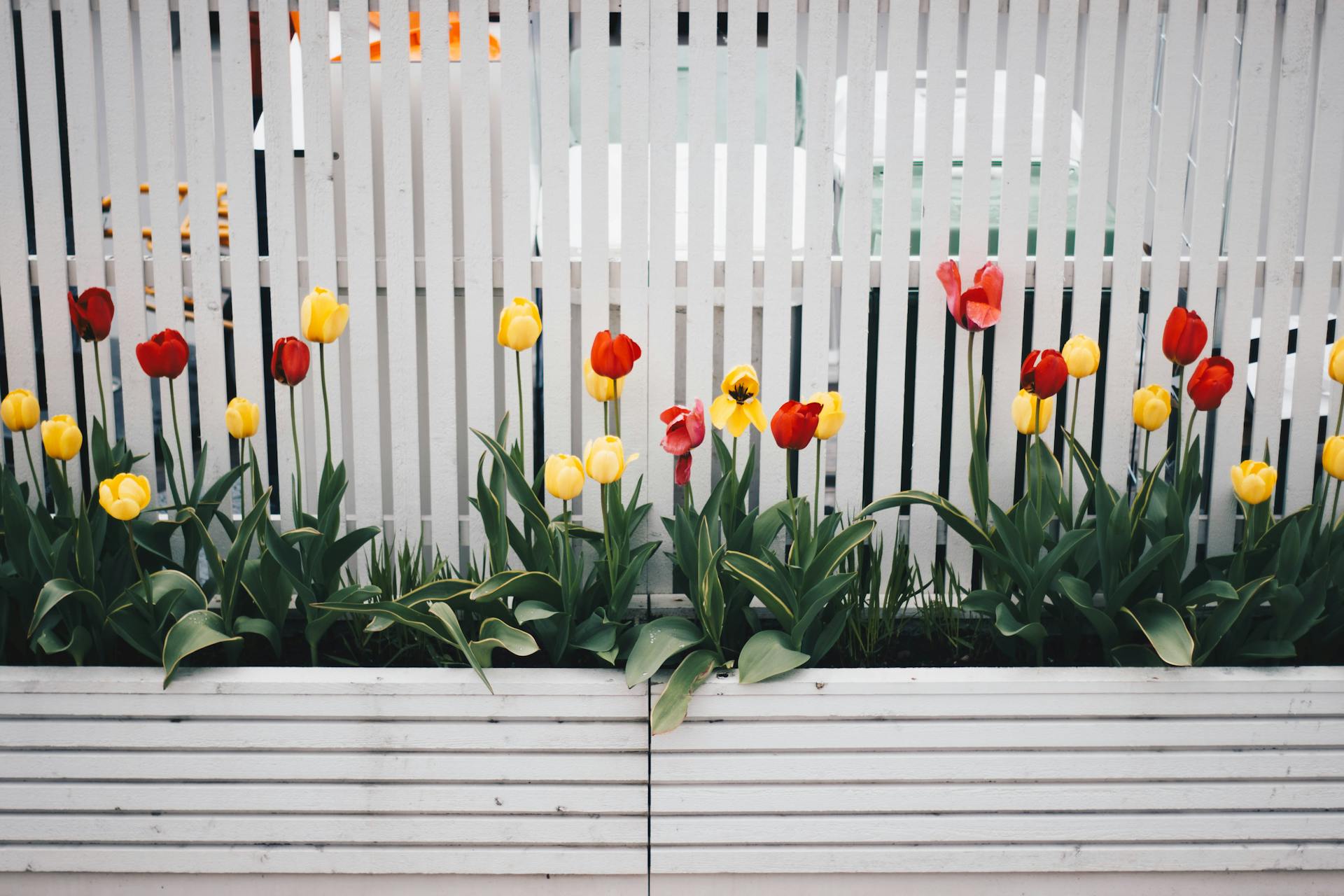 Flowers planted near a fence | Source: Pexels