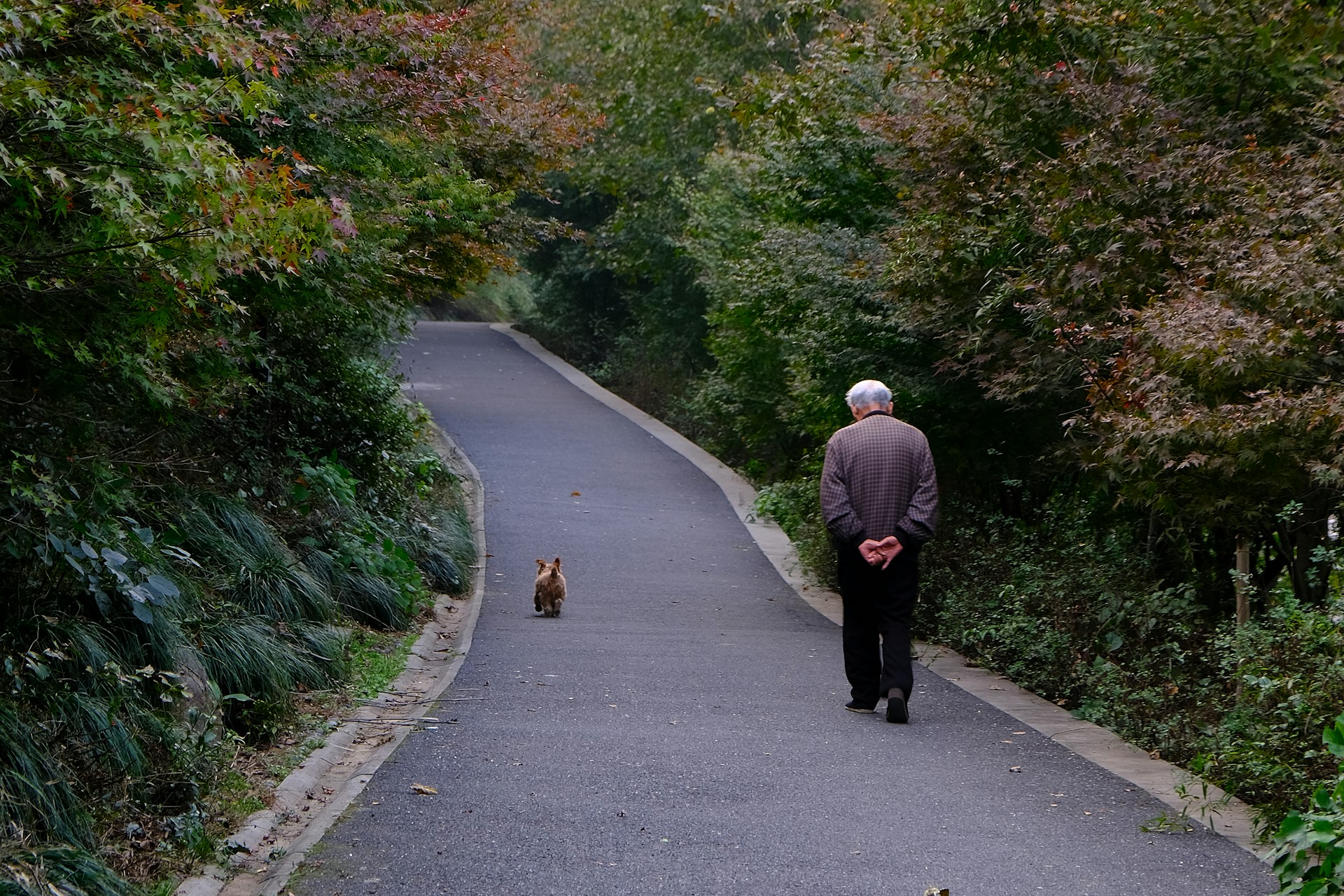 An elderly man and his dog walking on the road | Source: Unsplash