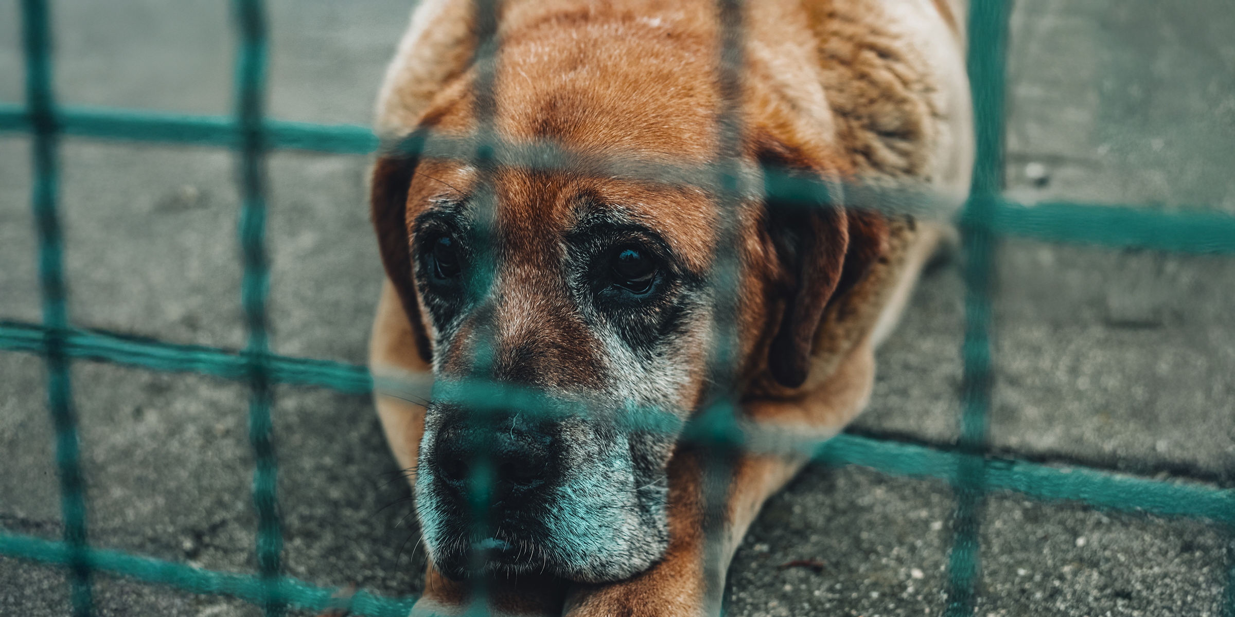 An old shelter dog | Source: Shutterstock