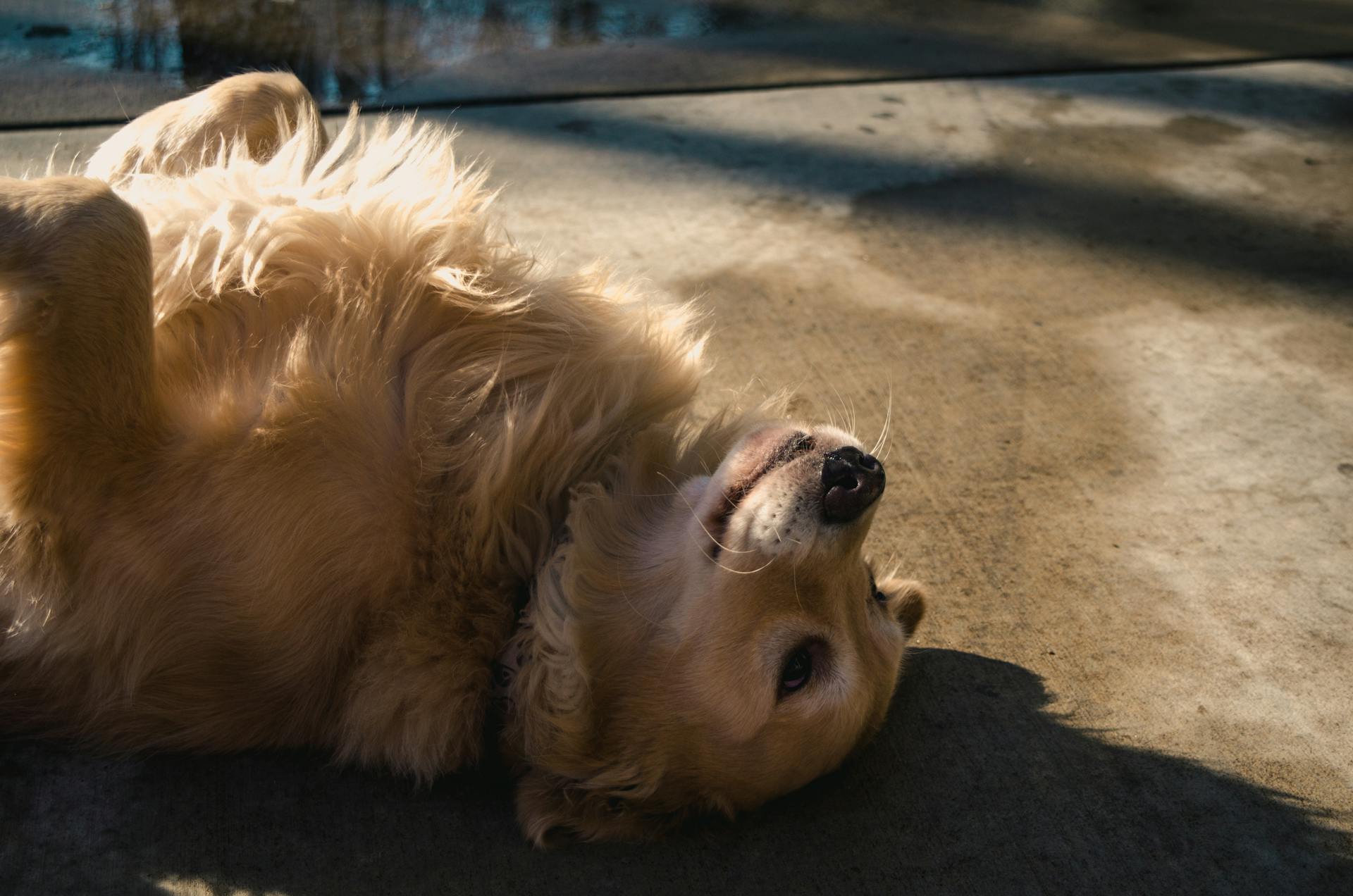 A dog lying on a road | Source: Pexels