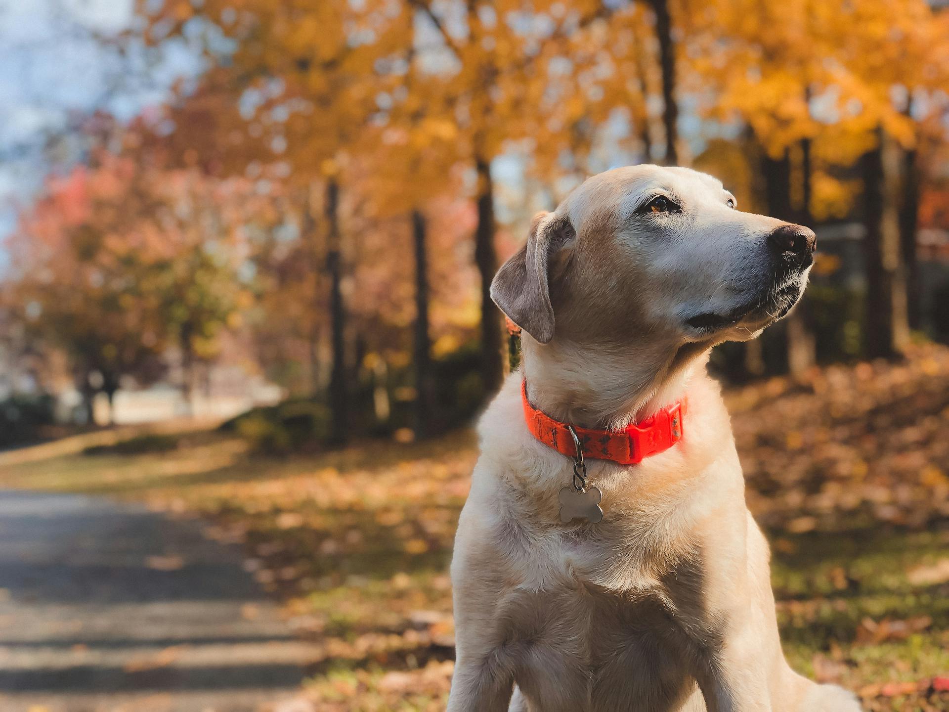 A dog sitting outdoors | Source: Pexels