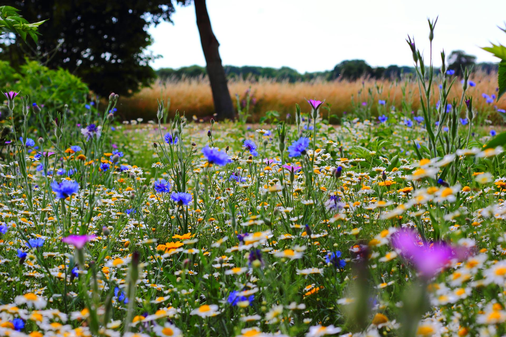 Wildflowers growing in a field | Source: Pexels