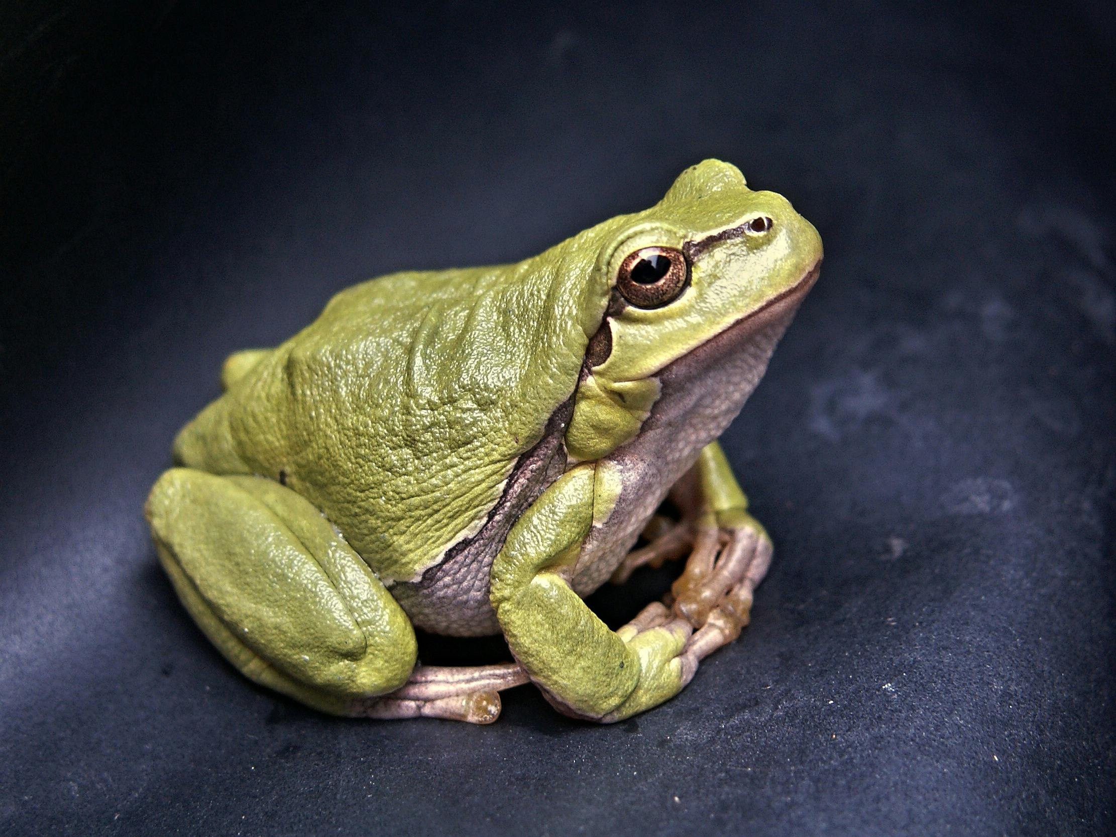 A green frog | Source: Pexels