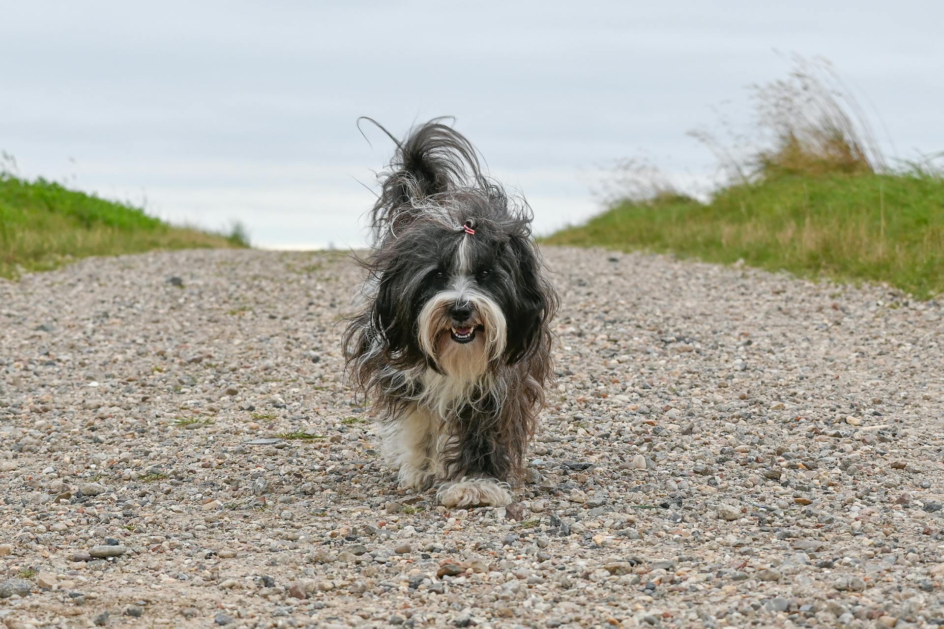 A dog on a gravel path | Source: Pexels