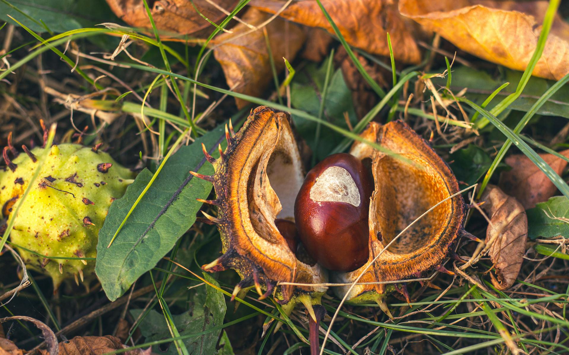 Nuts lying on grass | Source: Pexels