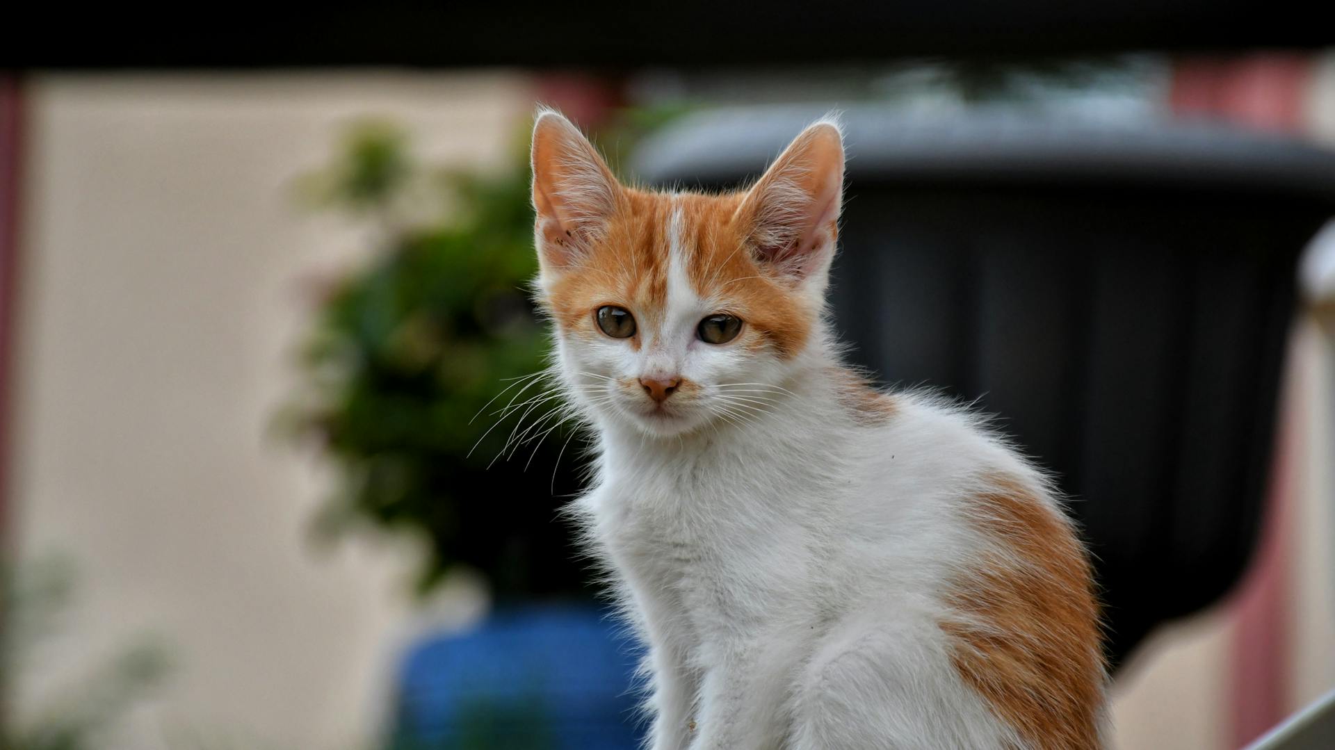 A kitten | Source: Pexels