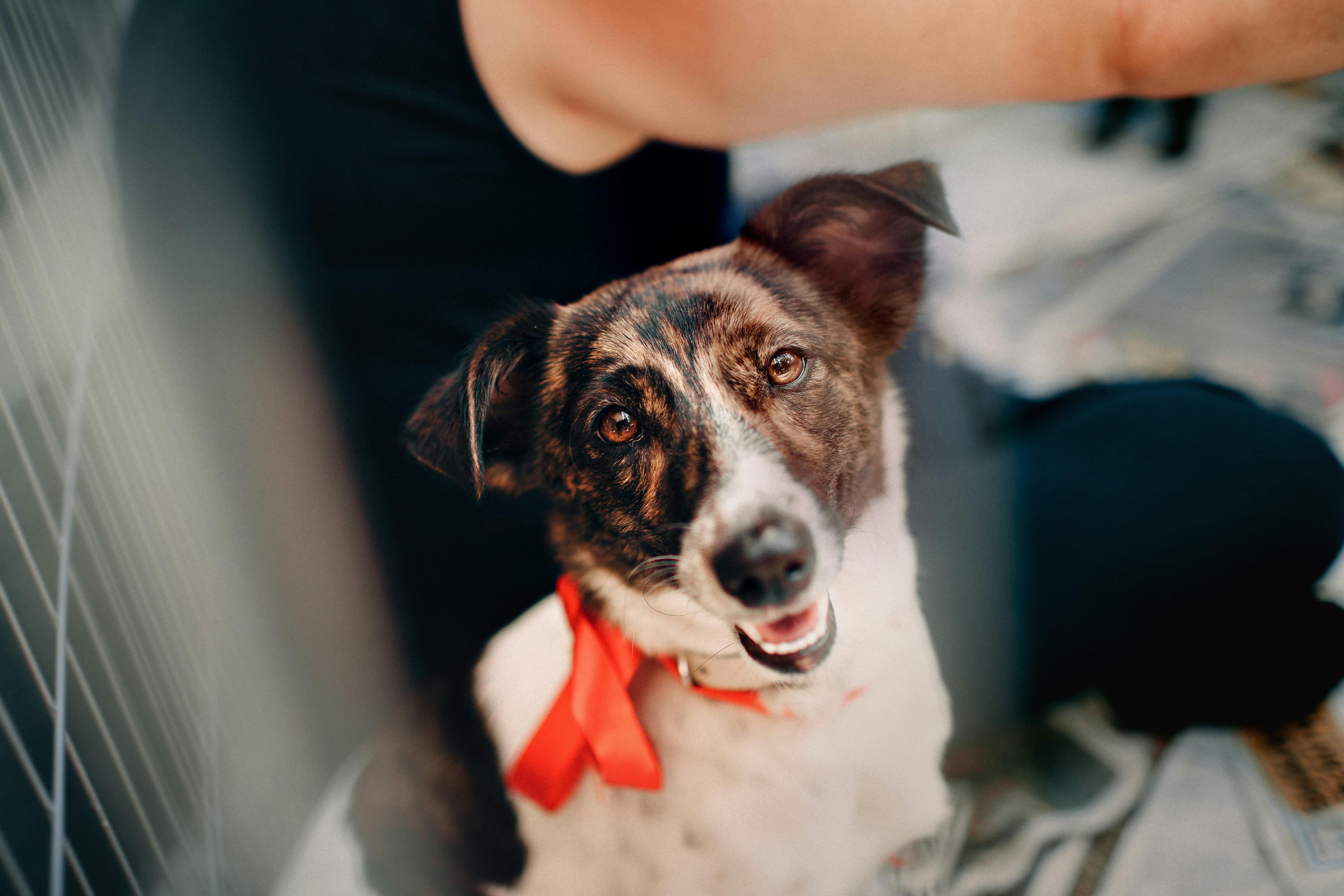 Un chien en cage | Source : Pexels