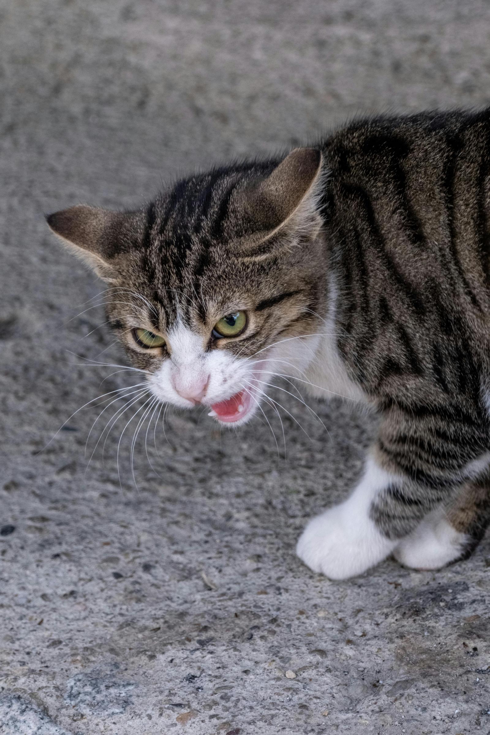 An upset cat hissing | Source: Pexels