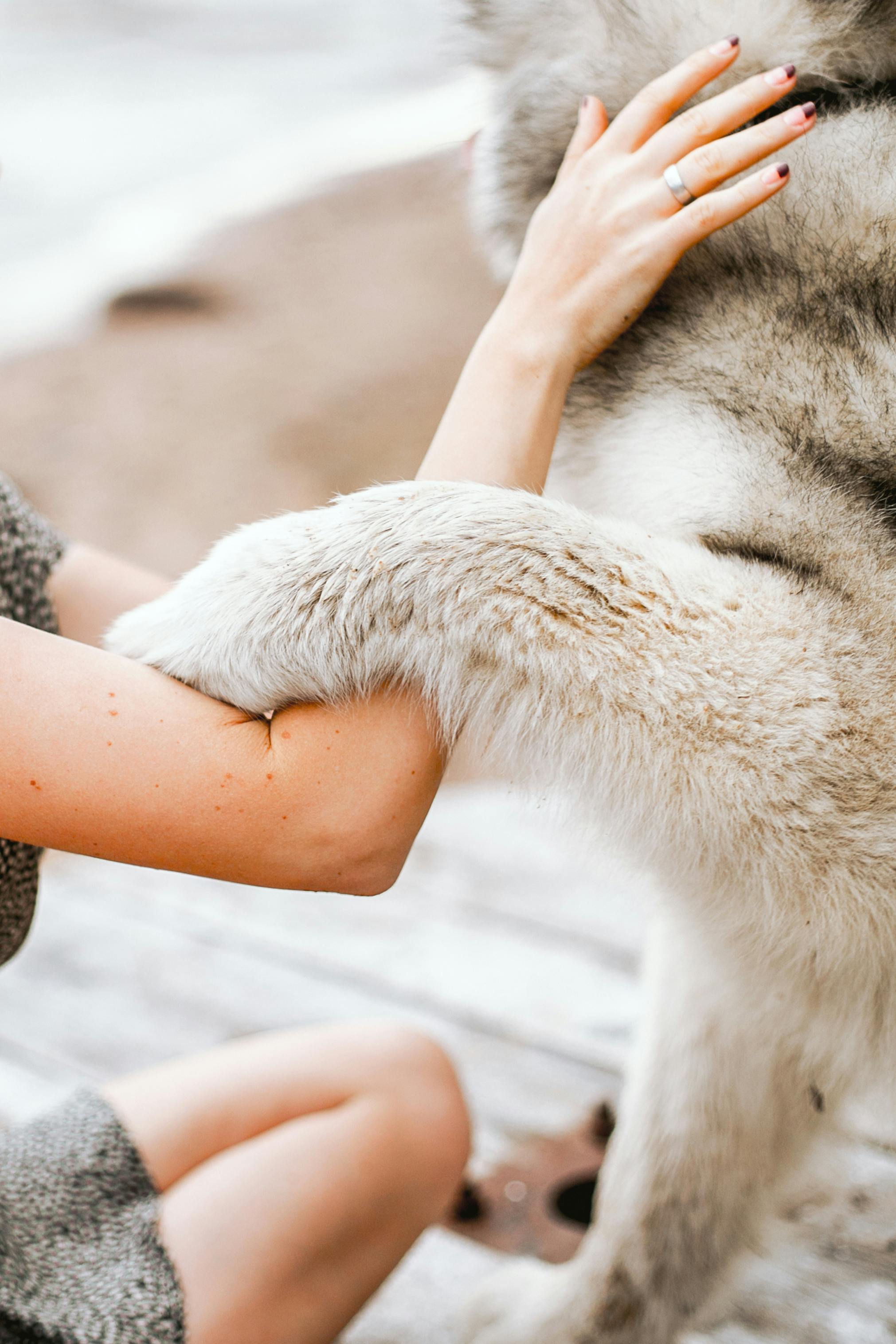 A woman petting a dog | Source: Pexels