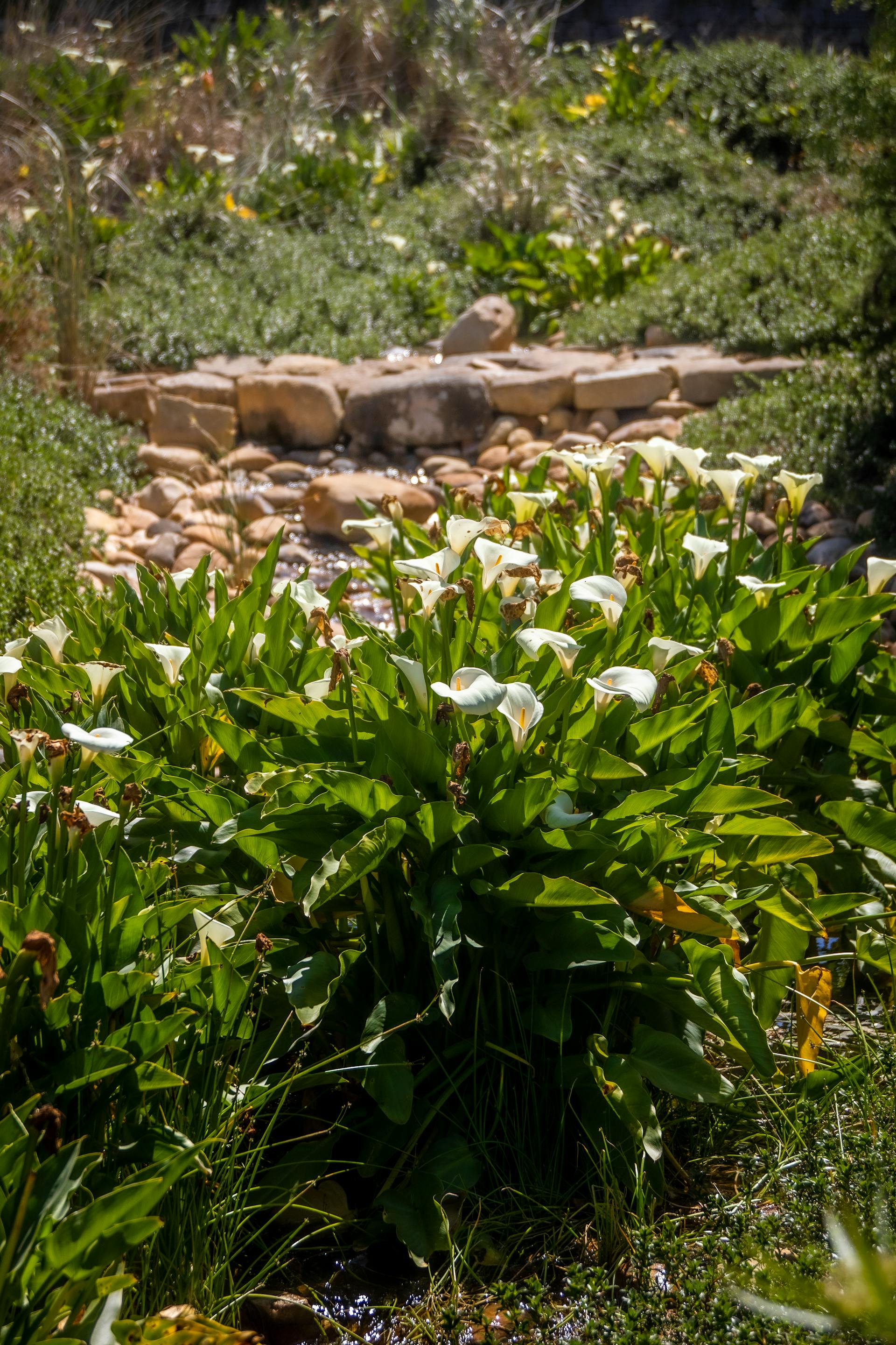 White lilies in a garden | Source: Pexels