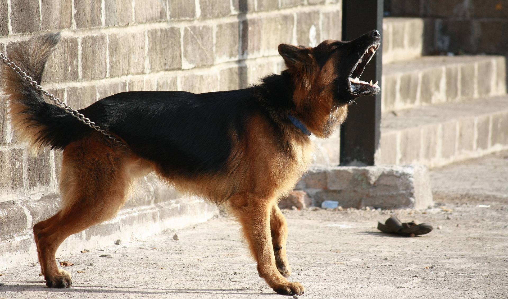 An aggressive dog barking while on a leash | Source: Pixabay