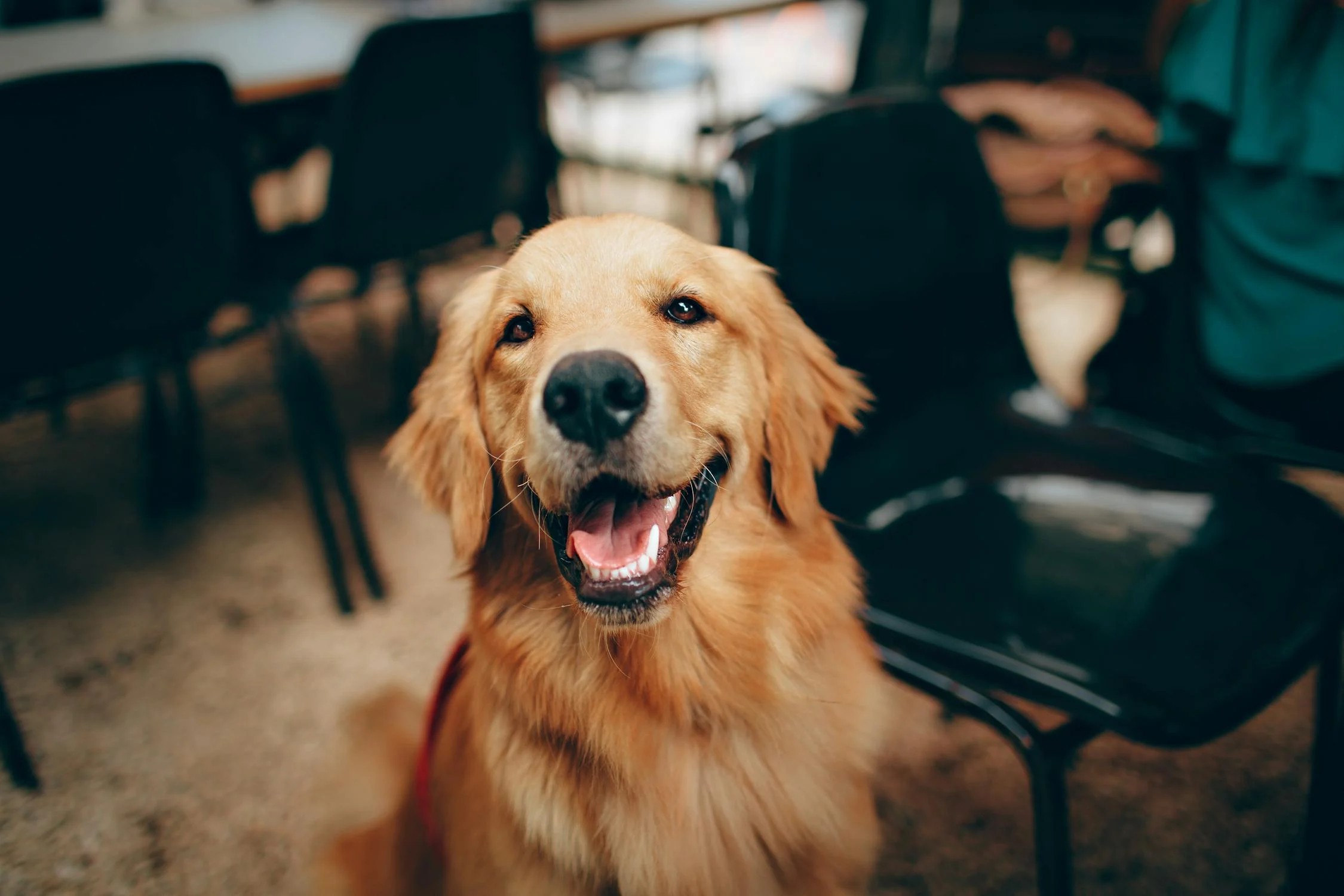 A happy Labrador | Source: Pexels