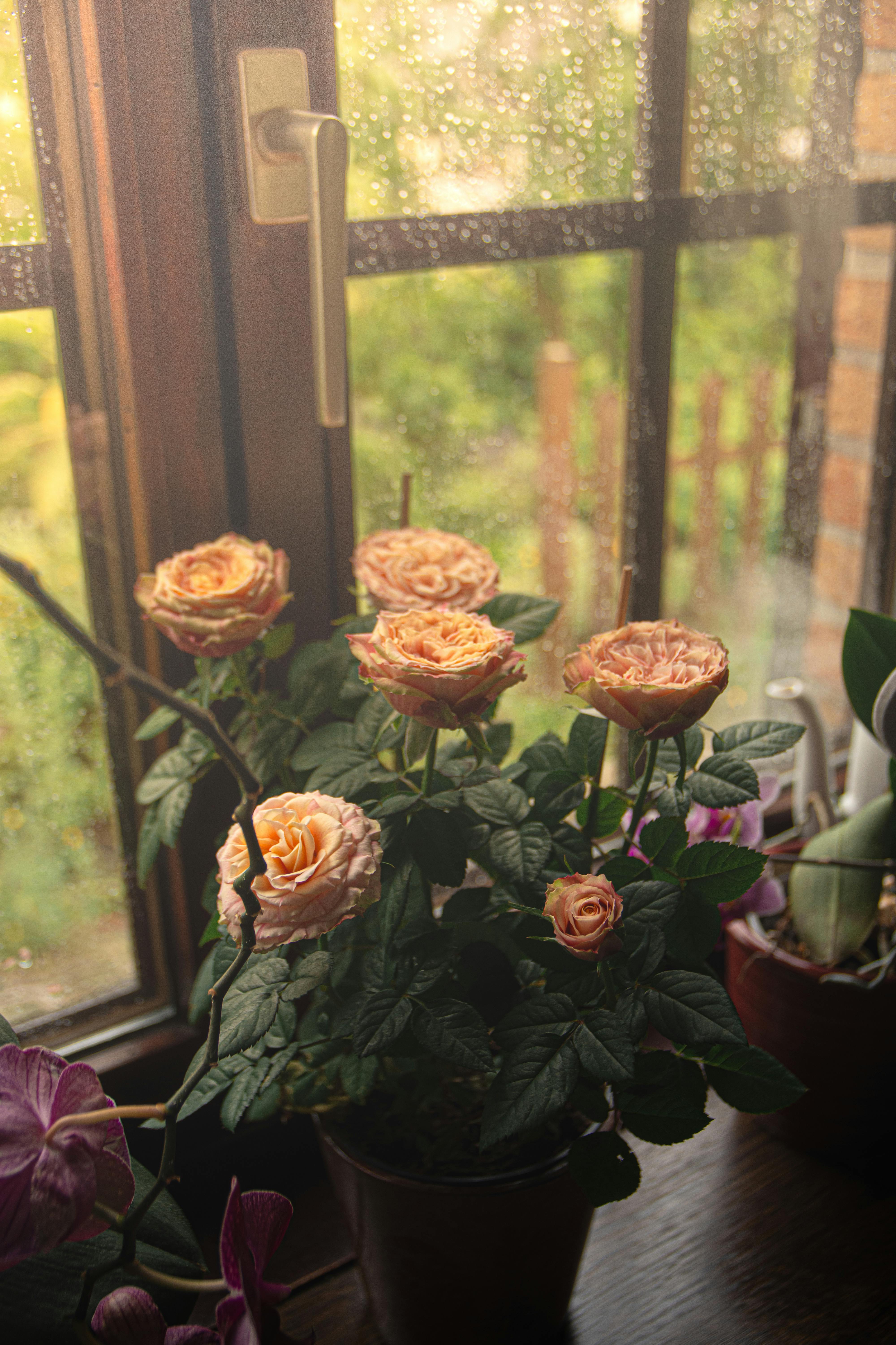 A bright blooming rose pot on a windowsill | Source: Pexels