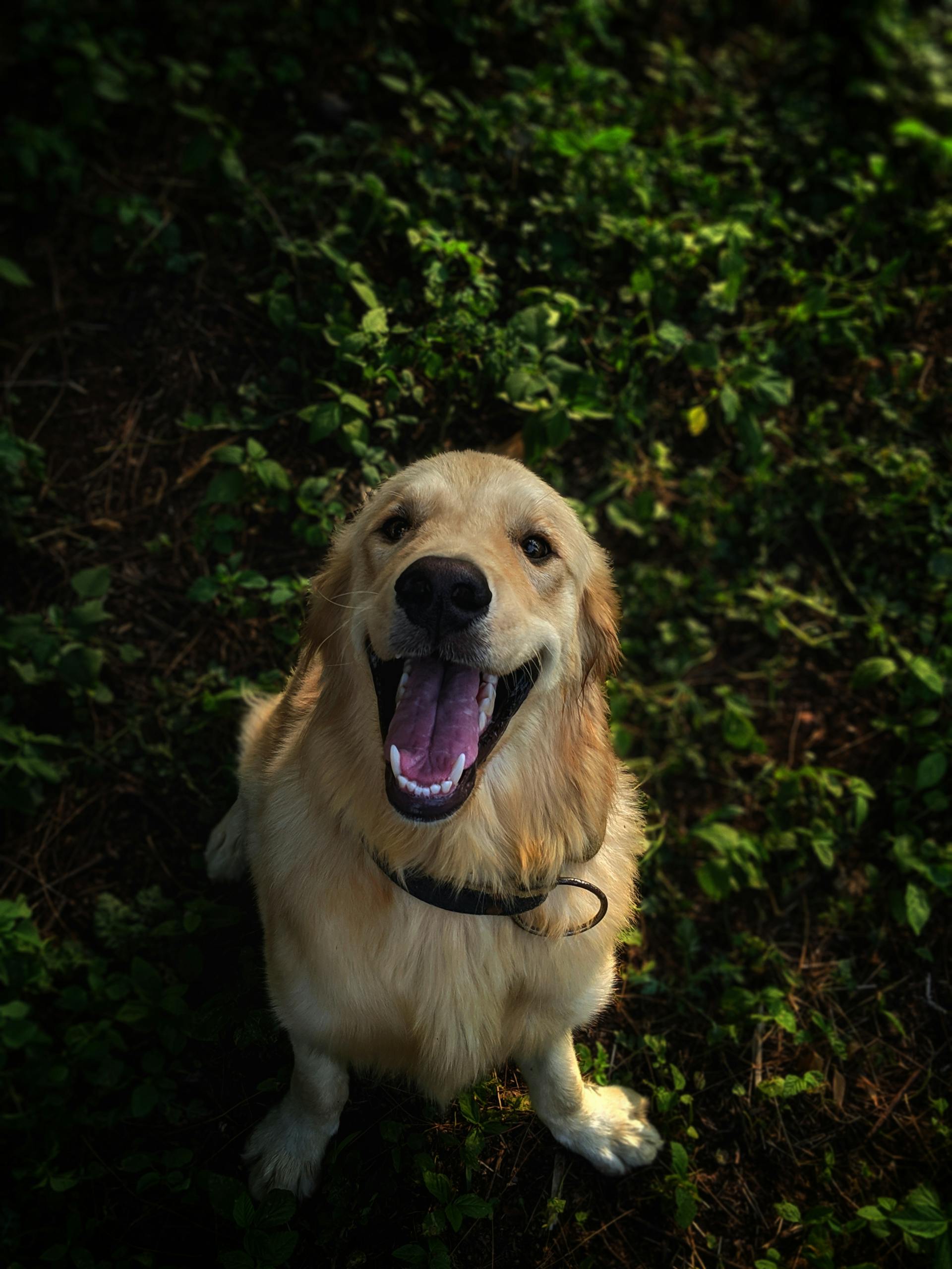 A dog sitting on grass | Source: Pexels