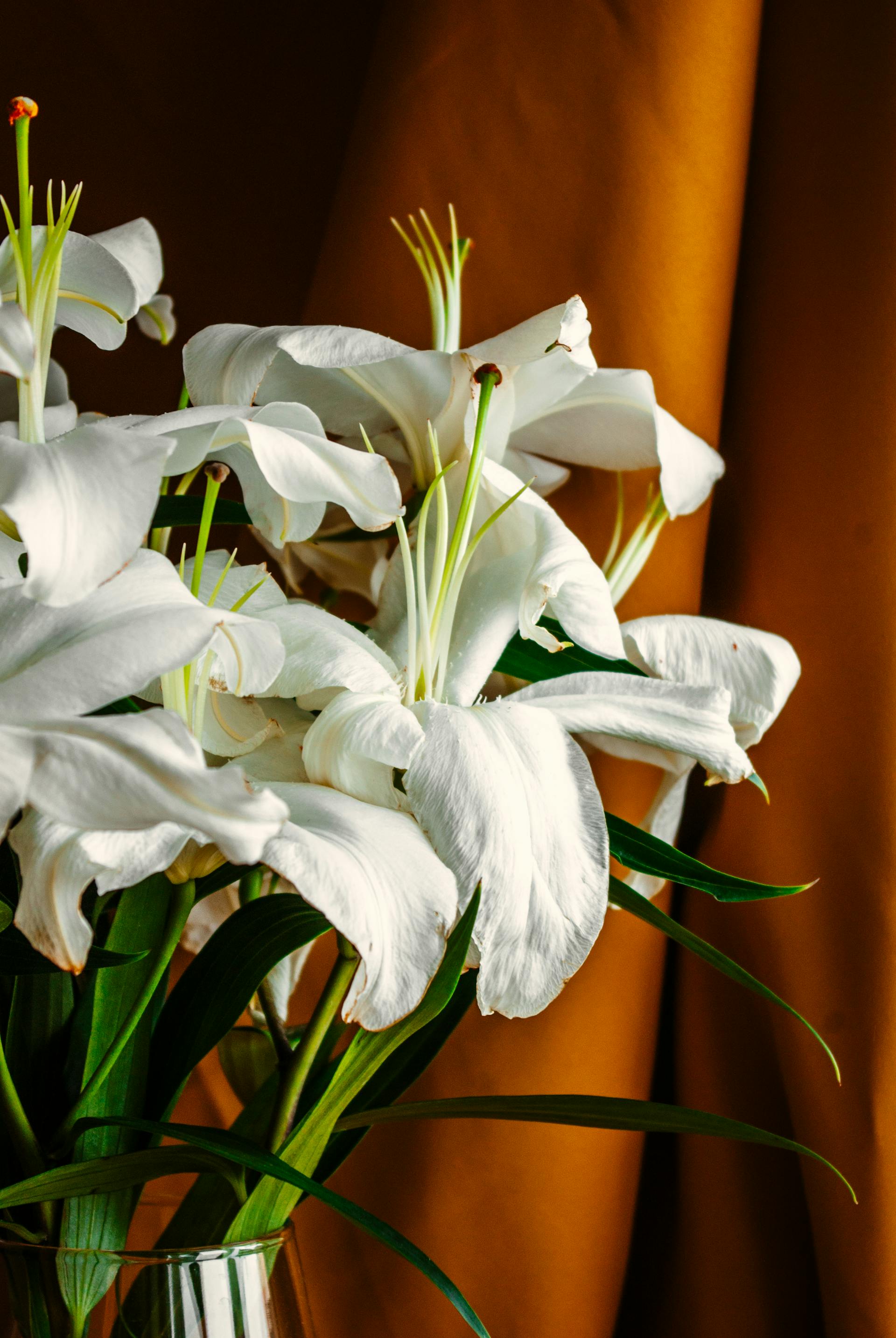 White lilies | Source: Pexels