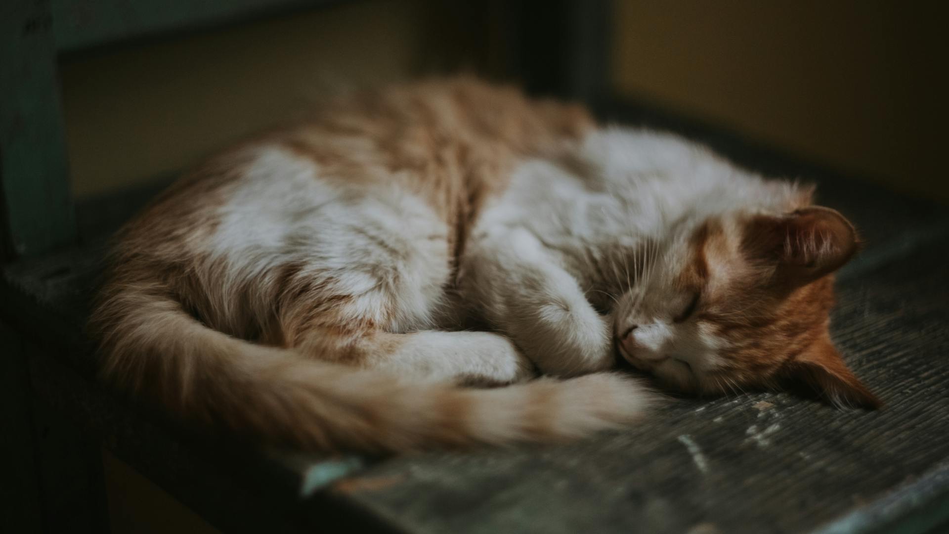 A sleeping cat | Source: Pexels