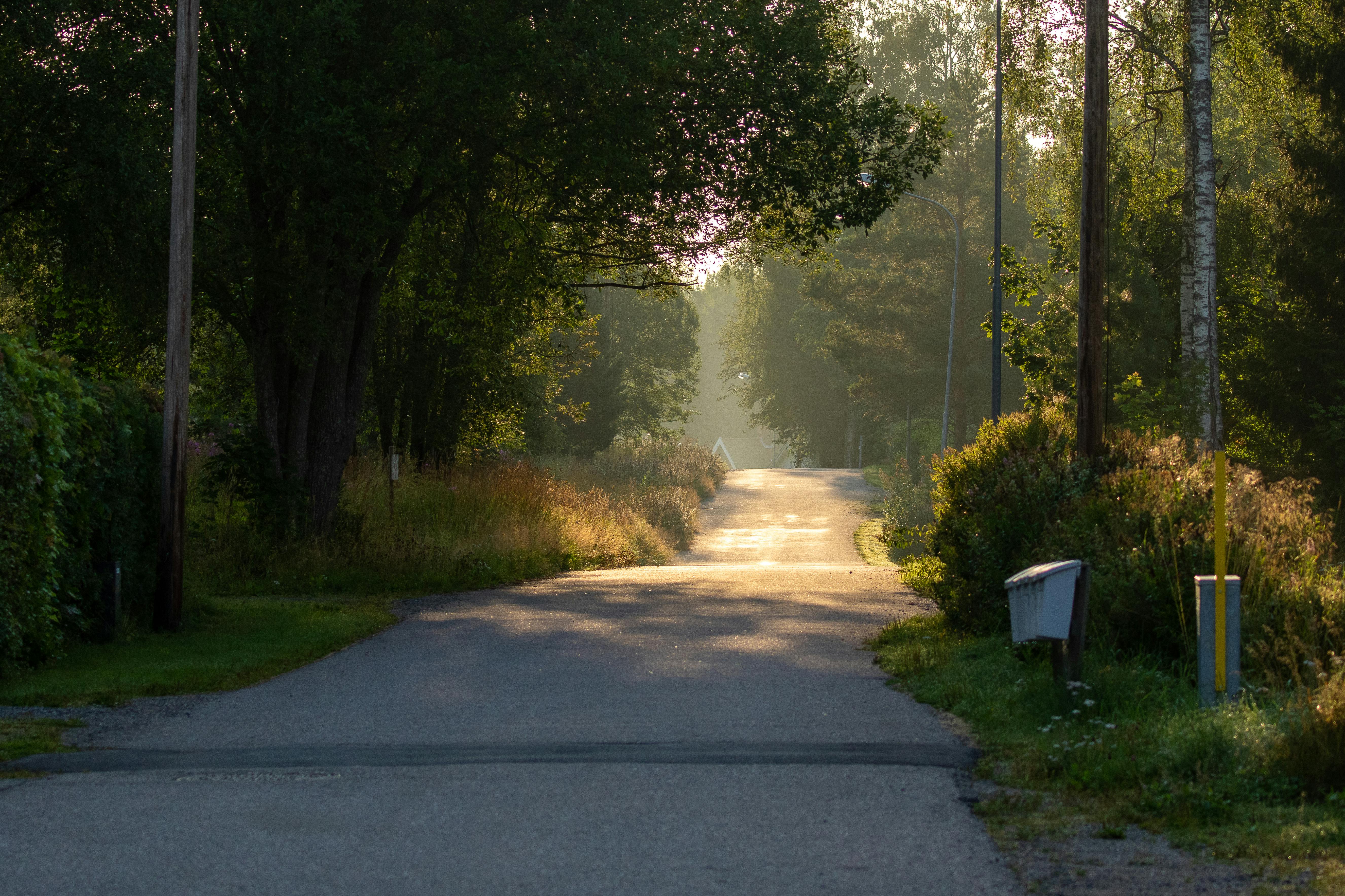 A countryside road with trees on the sides | Source: Pexels