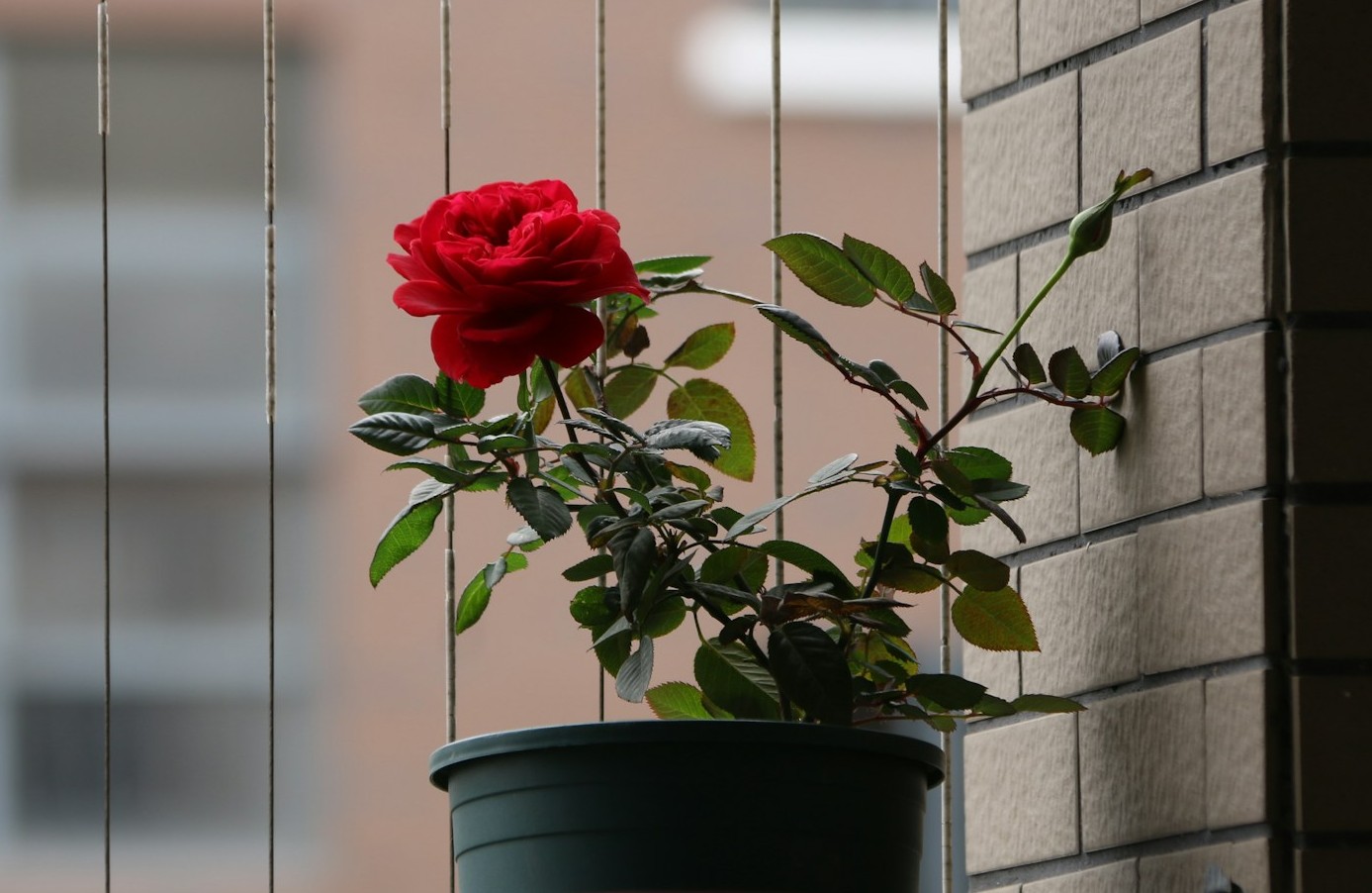 A potted rose plant with a single red bloom sitting by a brick wall, catching soft daylight | Source: Unsplash