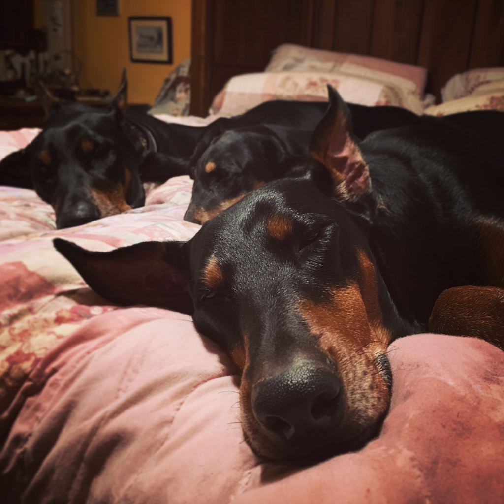 Three dogs sleeping on a bed | Source: Midjourney