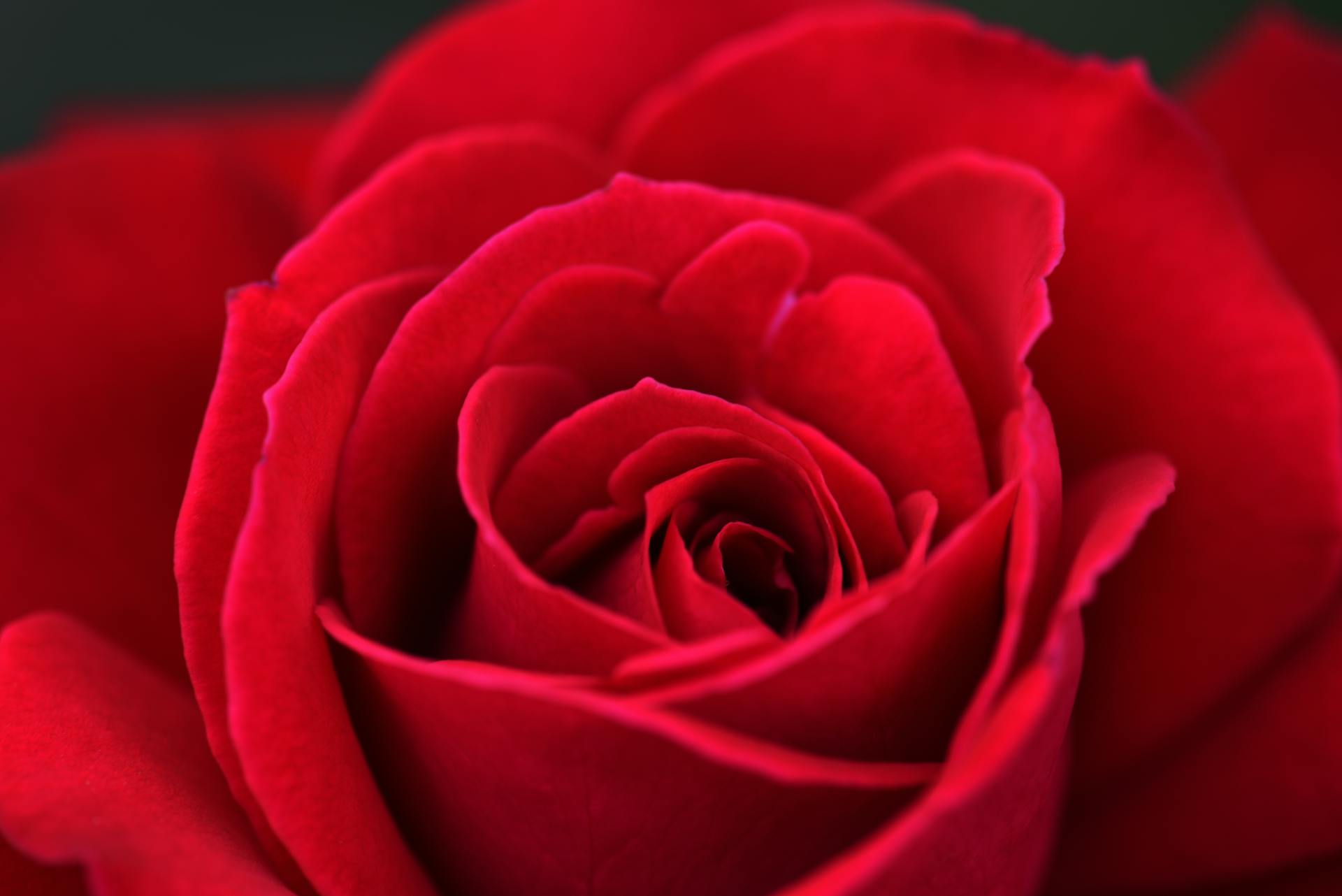 Primer plano de una rosa roja | Fuente: Pexels