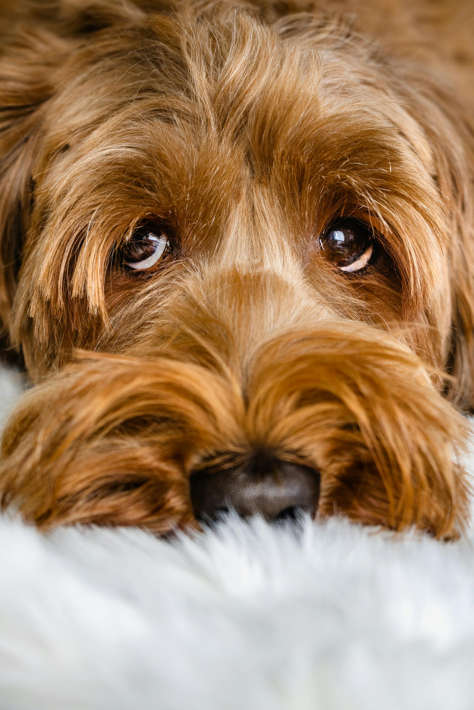 A dog looking up at someone | Source: Pexels