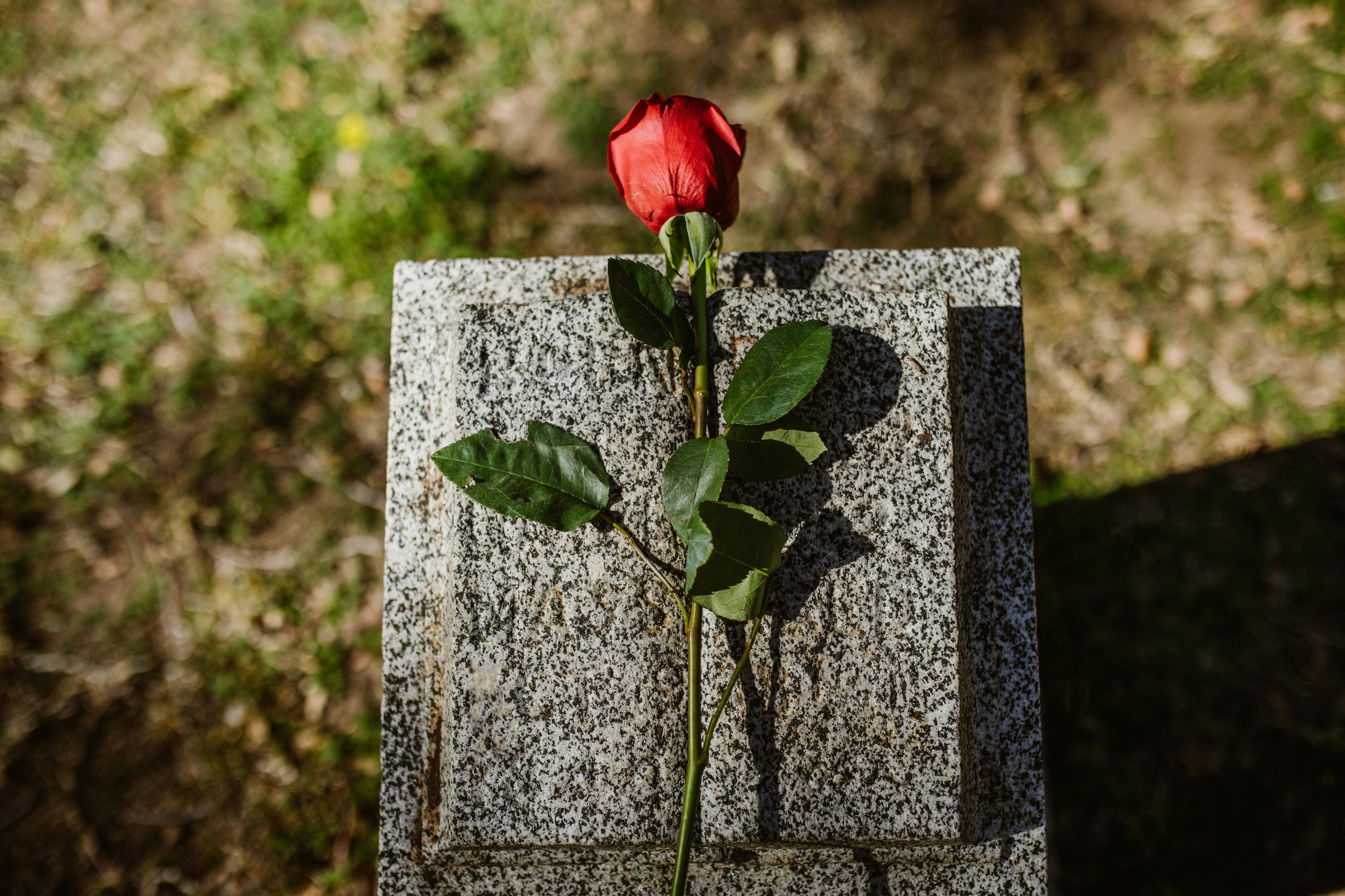 Rose flower on a tombstone | Source: Pexels