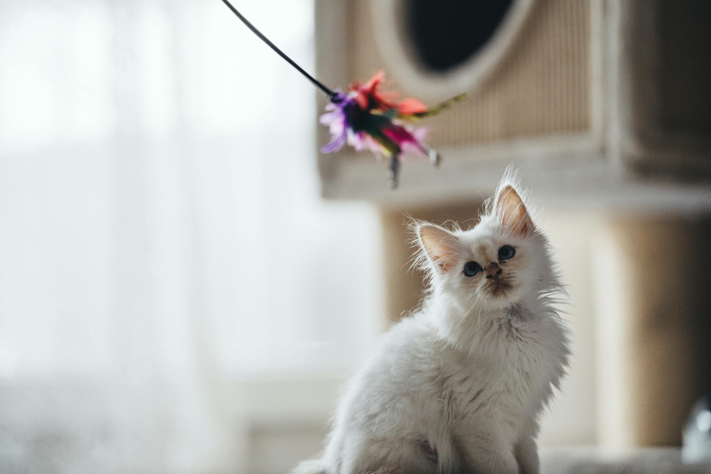 A kitten looking at a toy | Source: Pexels